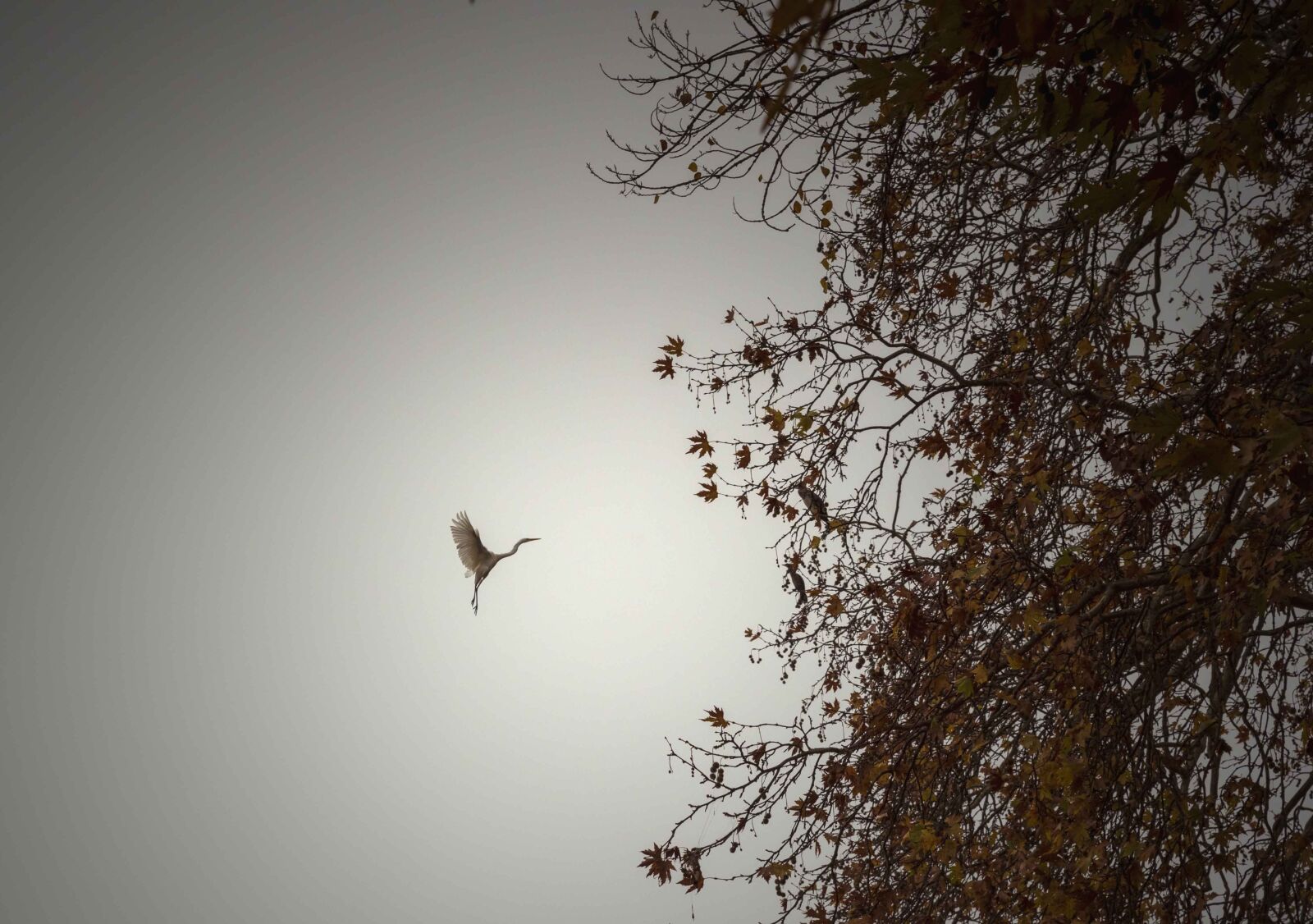 Tamron SP 24-70mm F2.8 Di VC USD sample photo. Lake, birds, fog photography