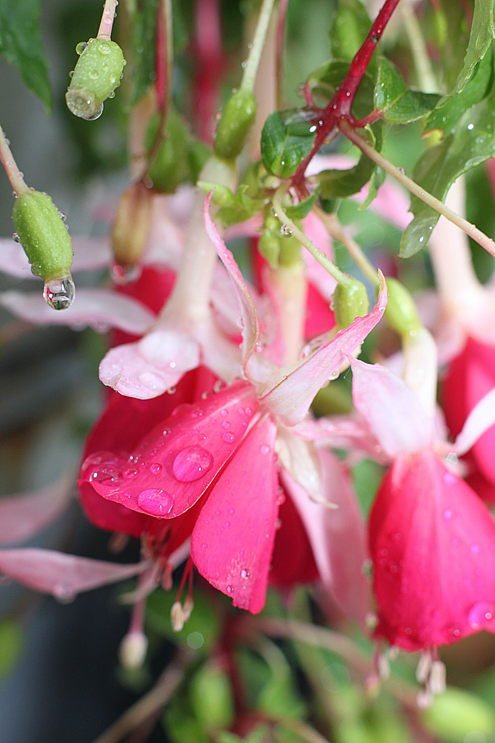 Canon EOS 500D (EOS Rebel T1i / EOS Kiss X3) sample photo. Flower, blossom, bloom photography