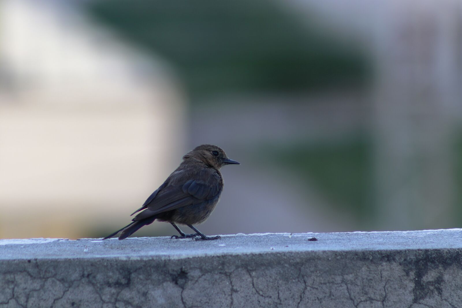 Canon EF75-300mm f/4-5.6 sample photo. Bird, animal, nature photography