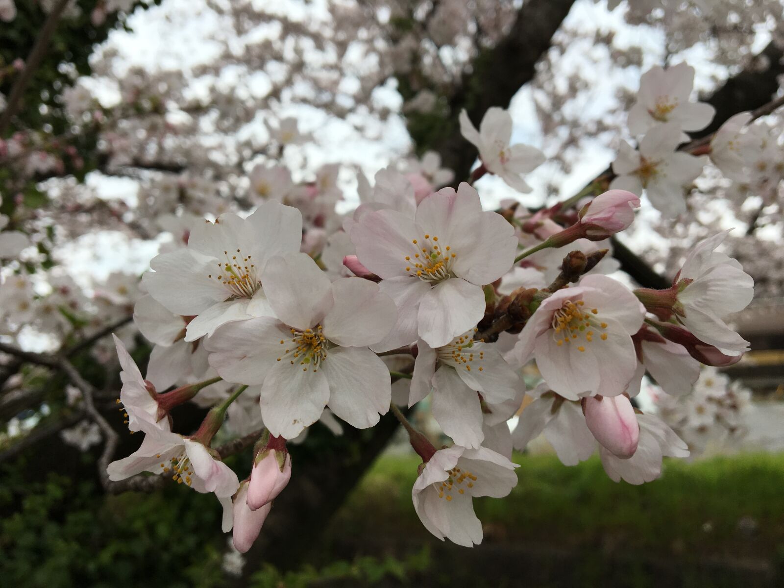 Apple iPhone 6s sample photo. Cherry blossom, petal, flower photography