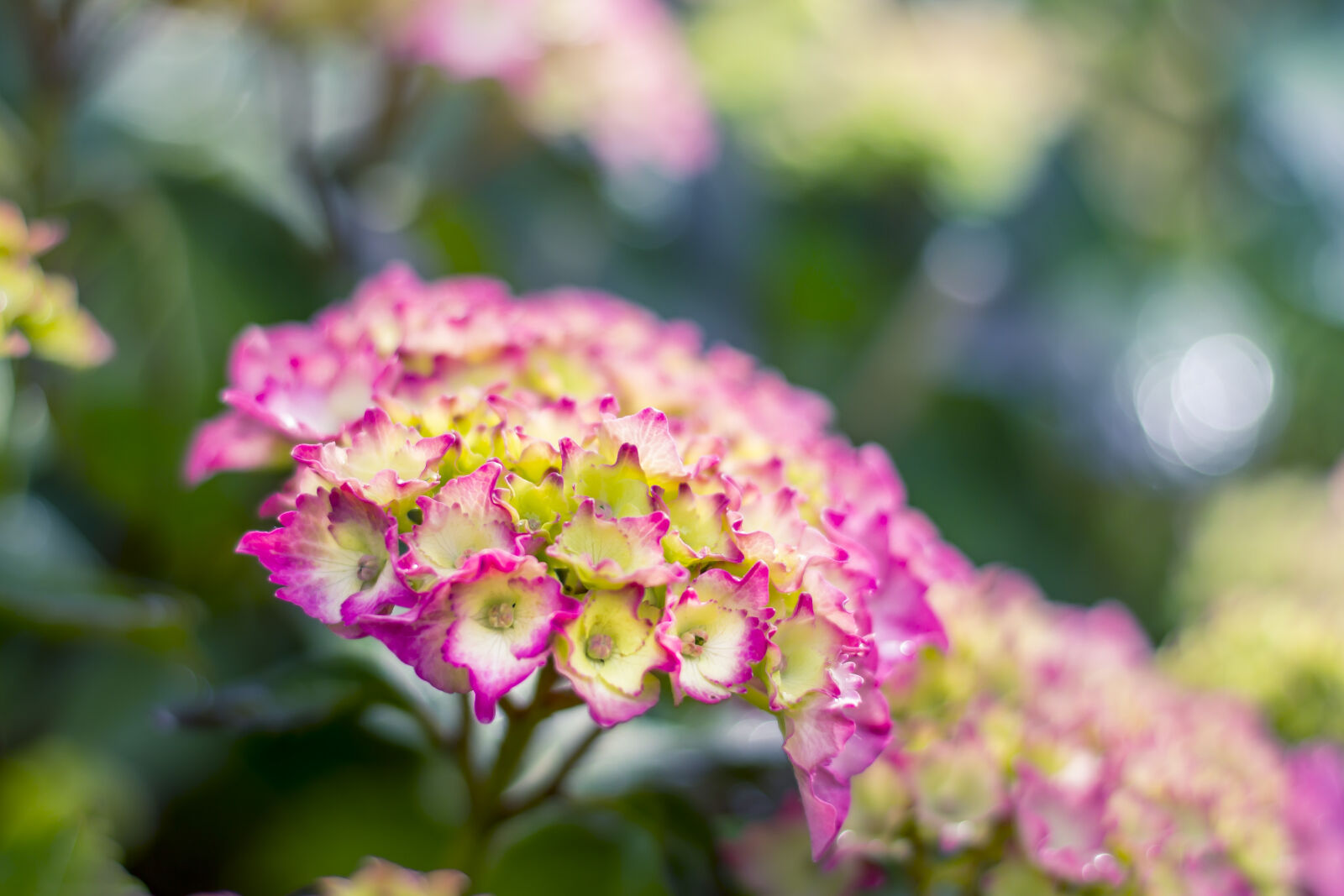 Canon EOS 60D + Canon EF 50mm F1.8 STM sample photo
