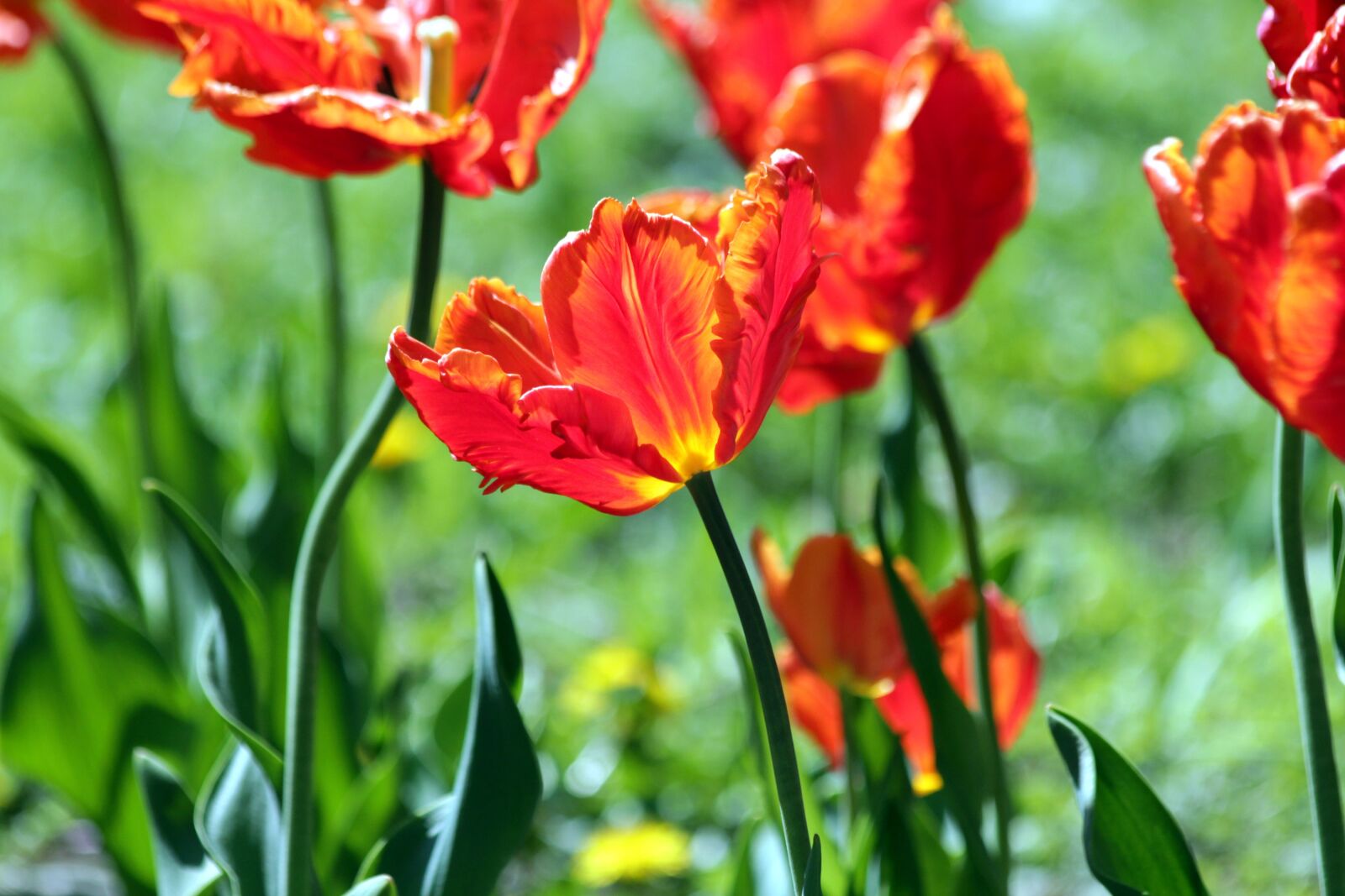 Canon EOS 650D (EOS Rebel T4i / EOS Kiss X6i) sample photo. Red tulip, the scarlet photography