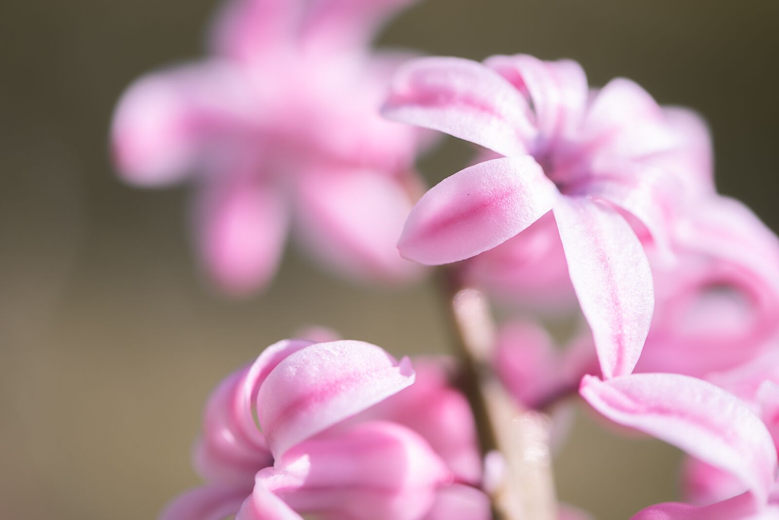 Nikon D750 sample photo. Hyacinth, pink, pink hyacinth photography