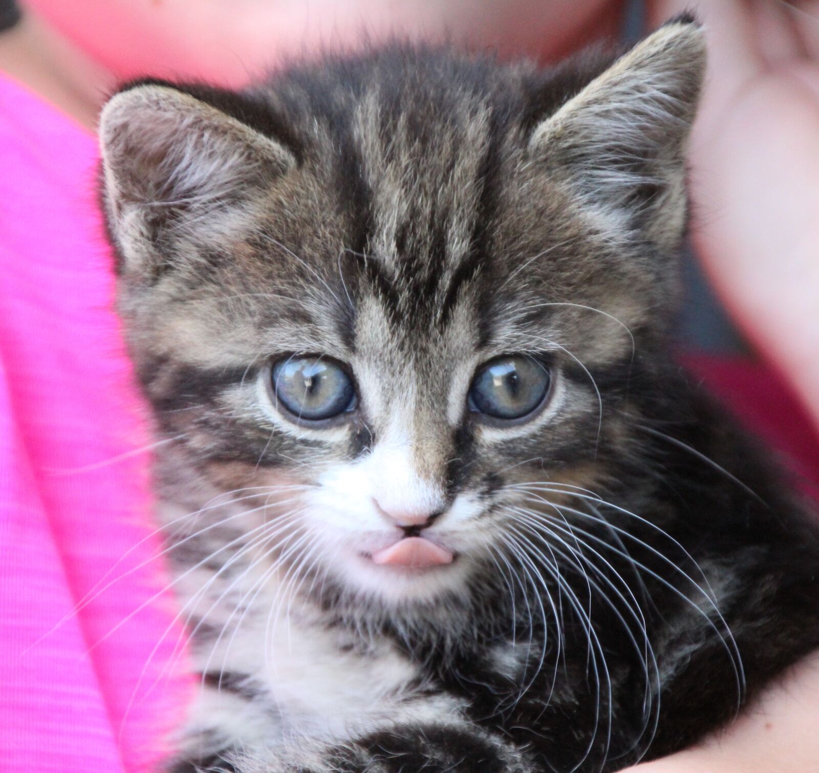 Canon EOS 1200D (EOS Rebel T5 / EOS Kiss X70 / EOS Hi) sample photo. Young cat, tongue, kitten photography