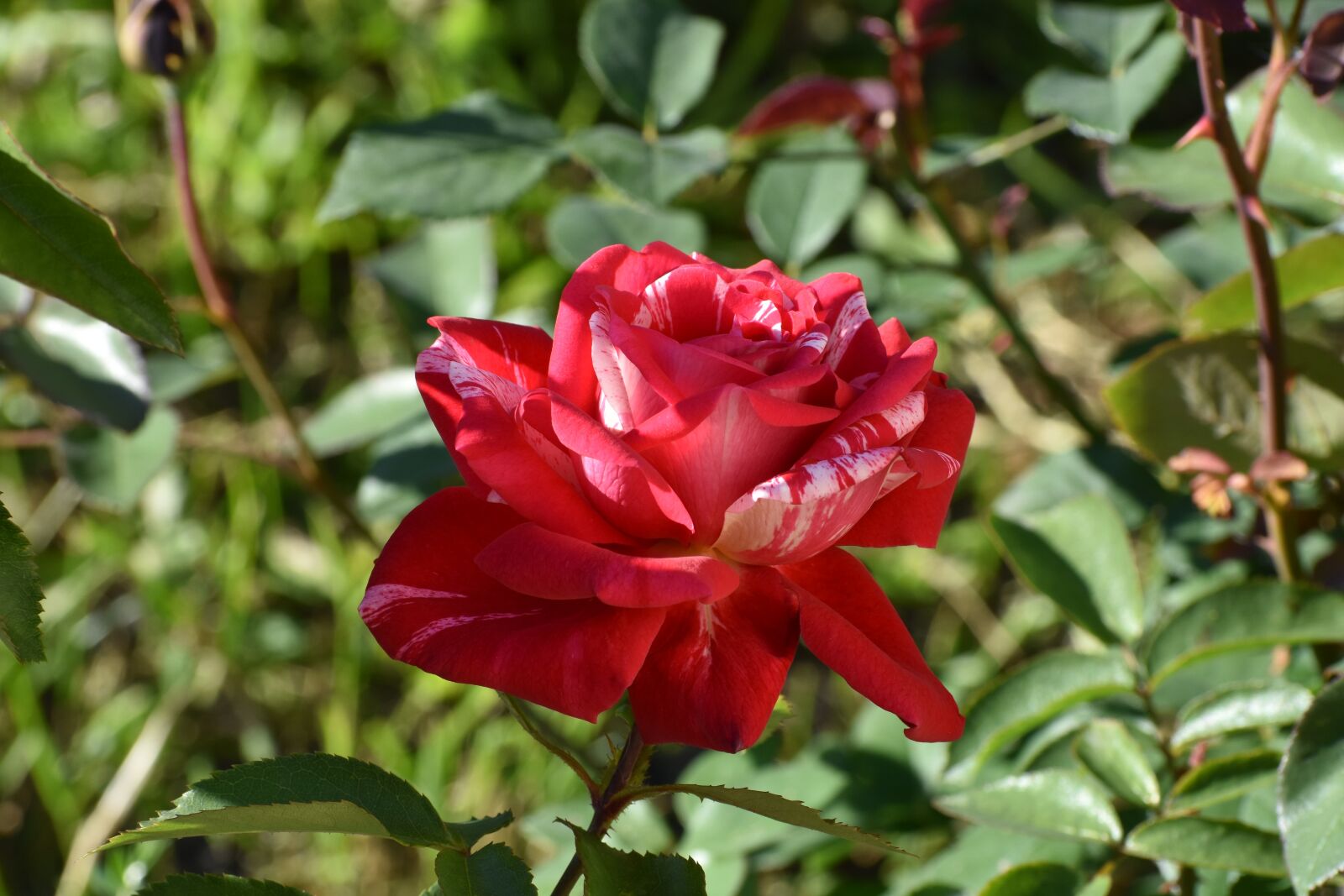 Nikon D3400 sample photo. Rose, red, multicolored photography