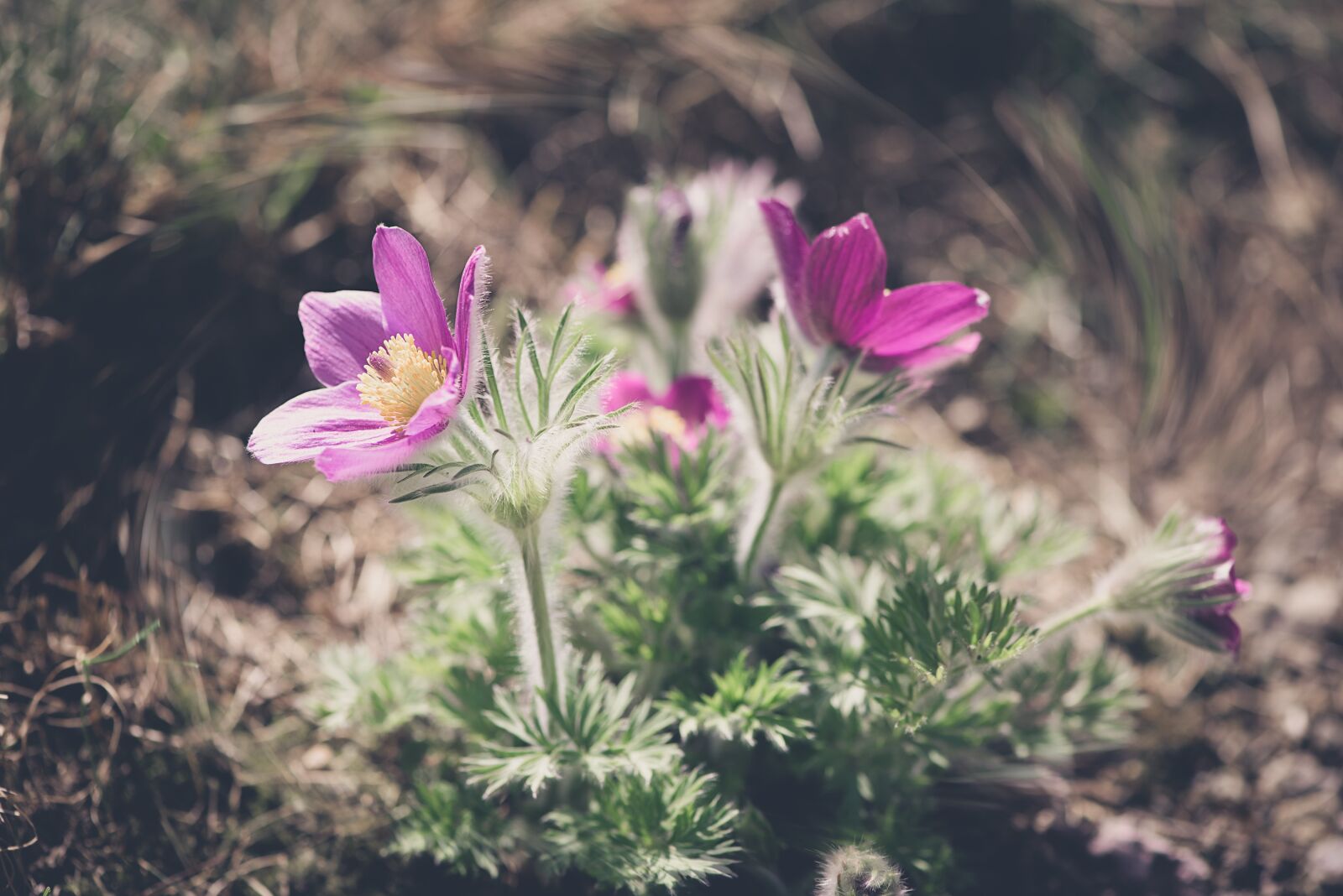 Nikon D750 sample photo. Anemone, flower, purple photography
