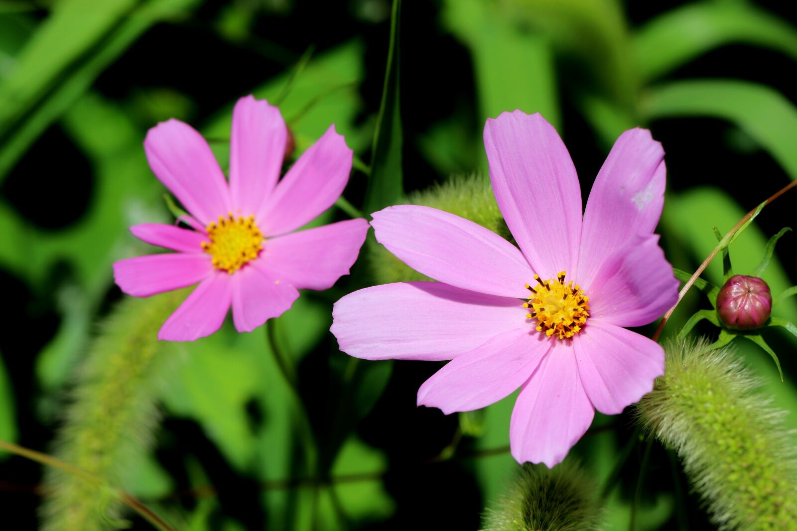 Canon EOS 7D Mark II sample photo. Cosmos, plants, nature photography