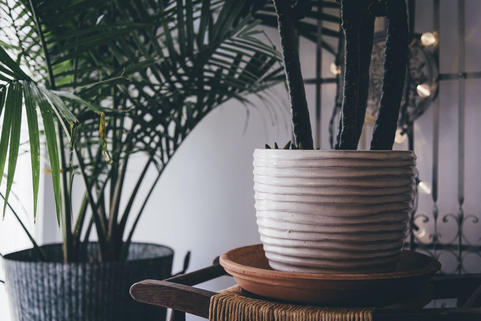 Nikon D750 sample photo. Decoration, indoor plants, plants photography