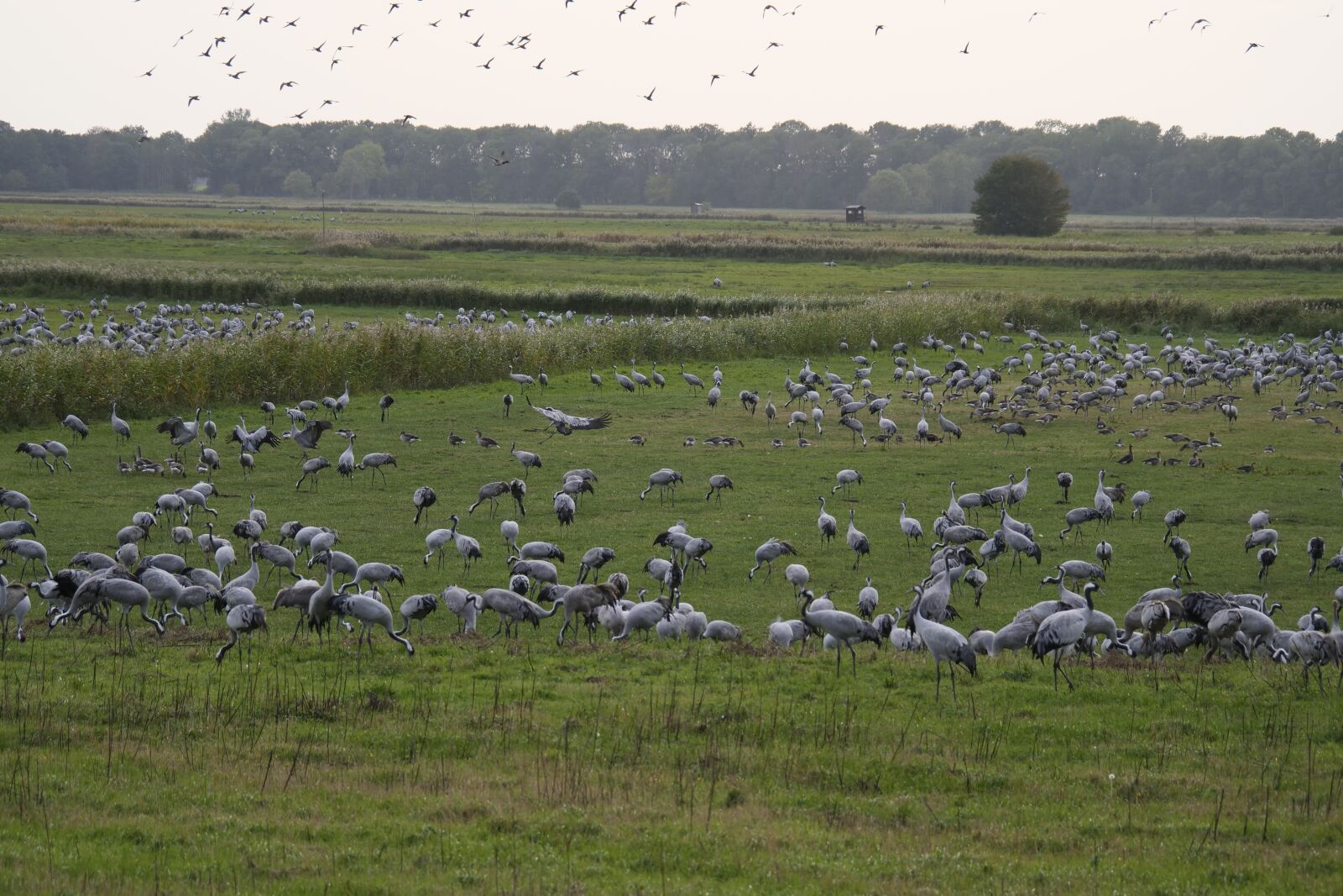 Panasonic Lumix DC-G9 sample photo. Cranes, migratory birds, animal photography
