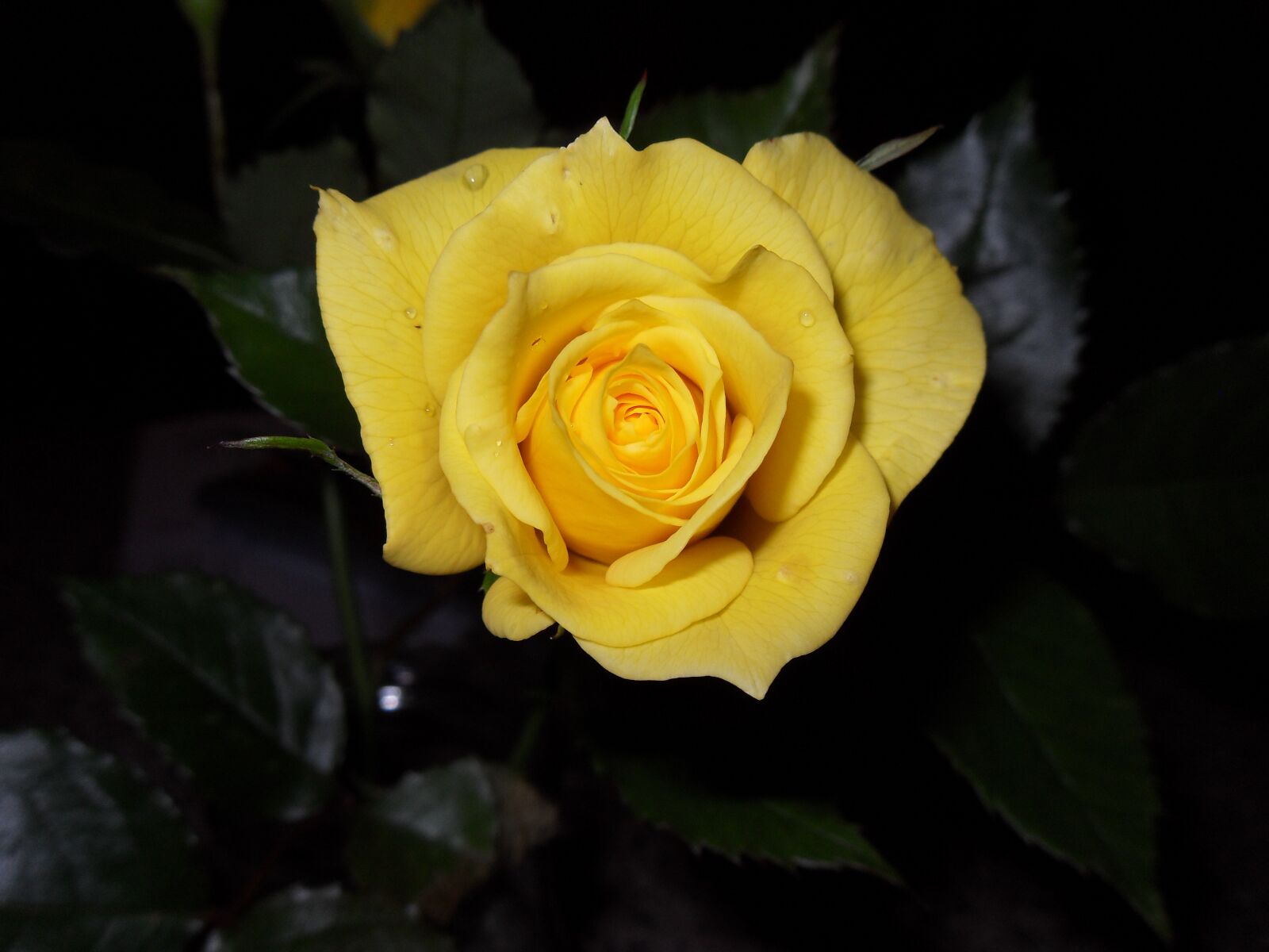 Samsung PL60 / VLUU PL60 /  SL420 sample photo. Rose, yellow, floribunda photography