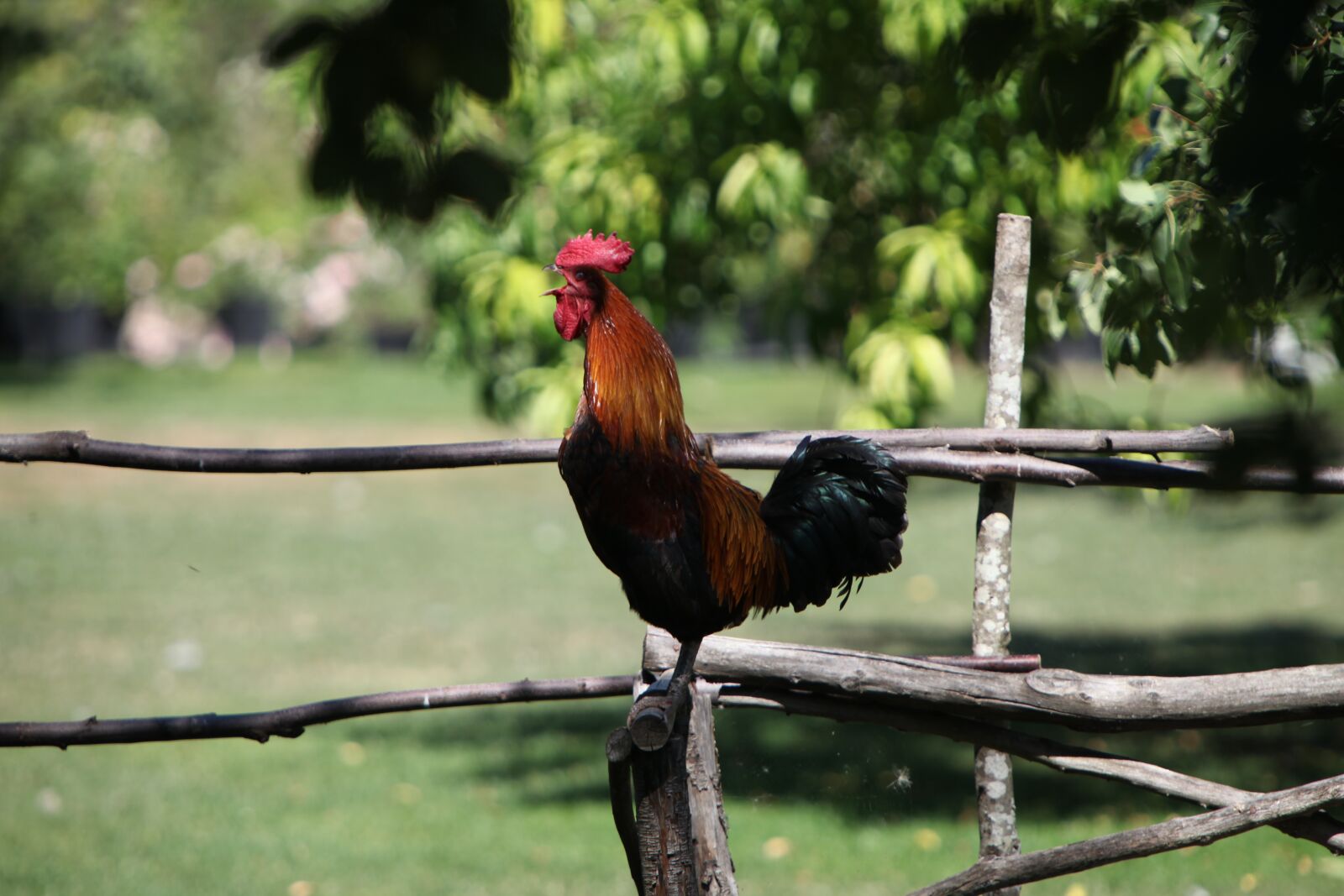 Canon EOS 5D Mark II sample photo. Bird, nature, outdoor photography