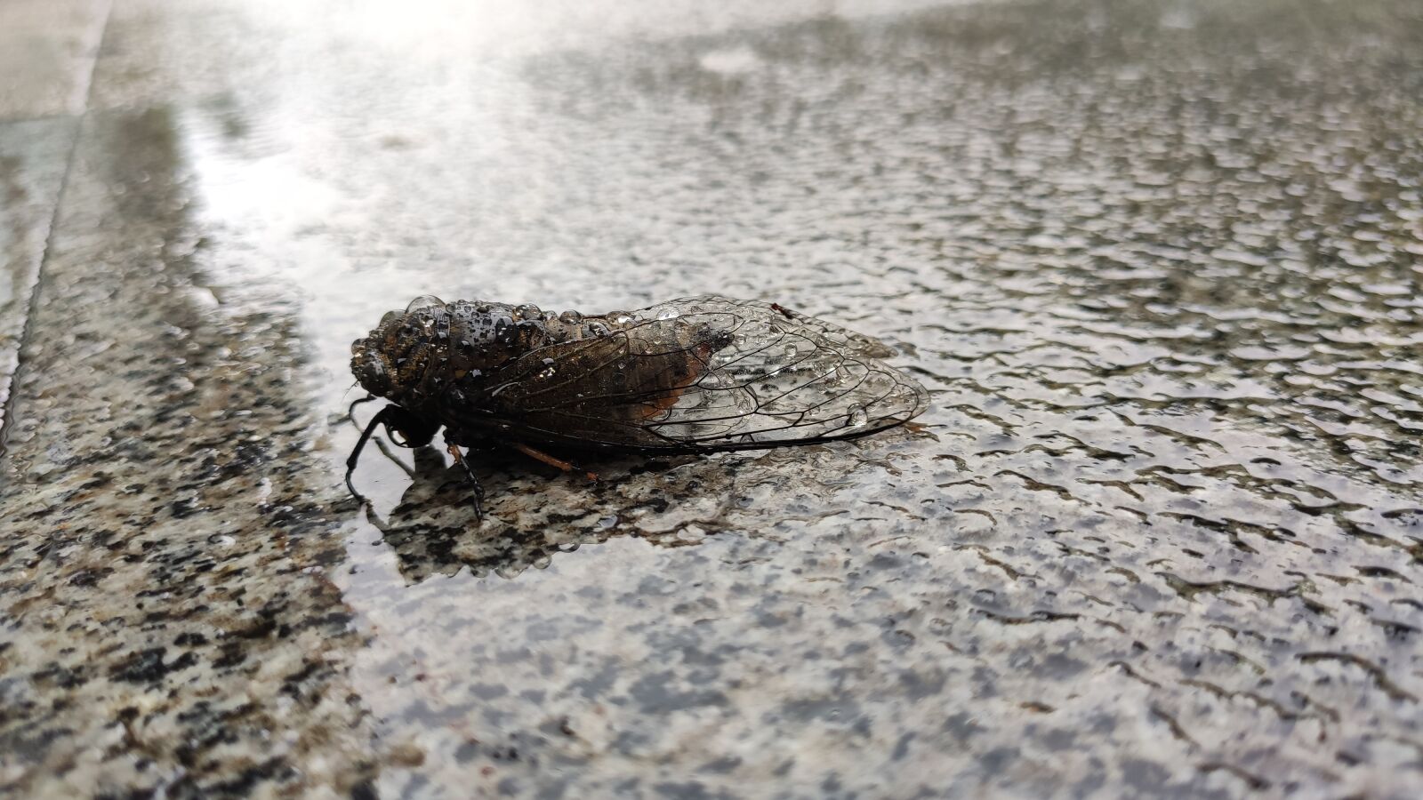 Xiaomi Redmi K20 Pro Premium Edition sample photo. Cicada, summer, rain photography