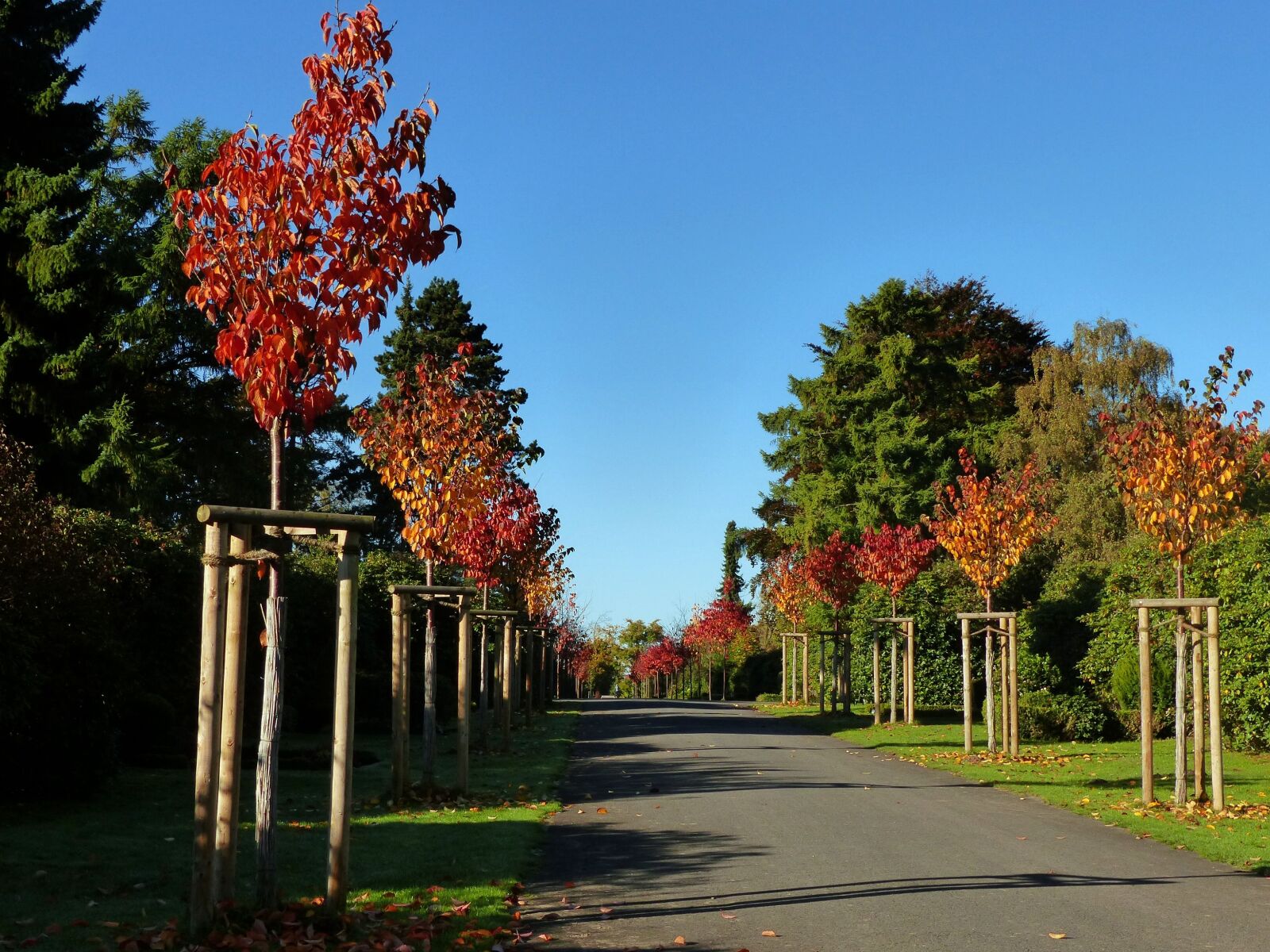 Panasonic Lumix DMC-FZ200 sample photo. Autumn, away, early in photography