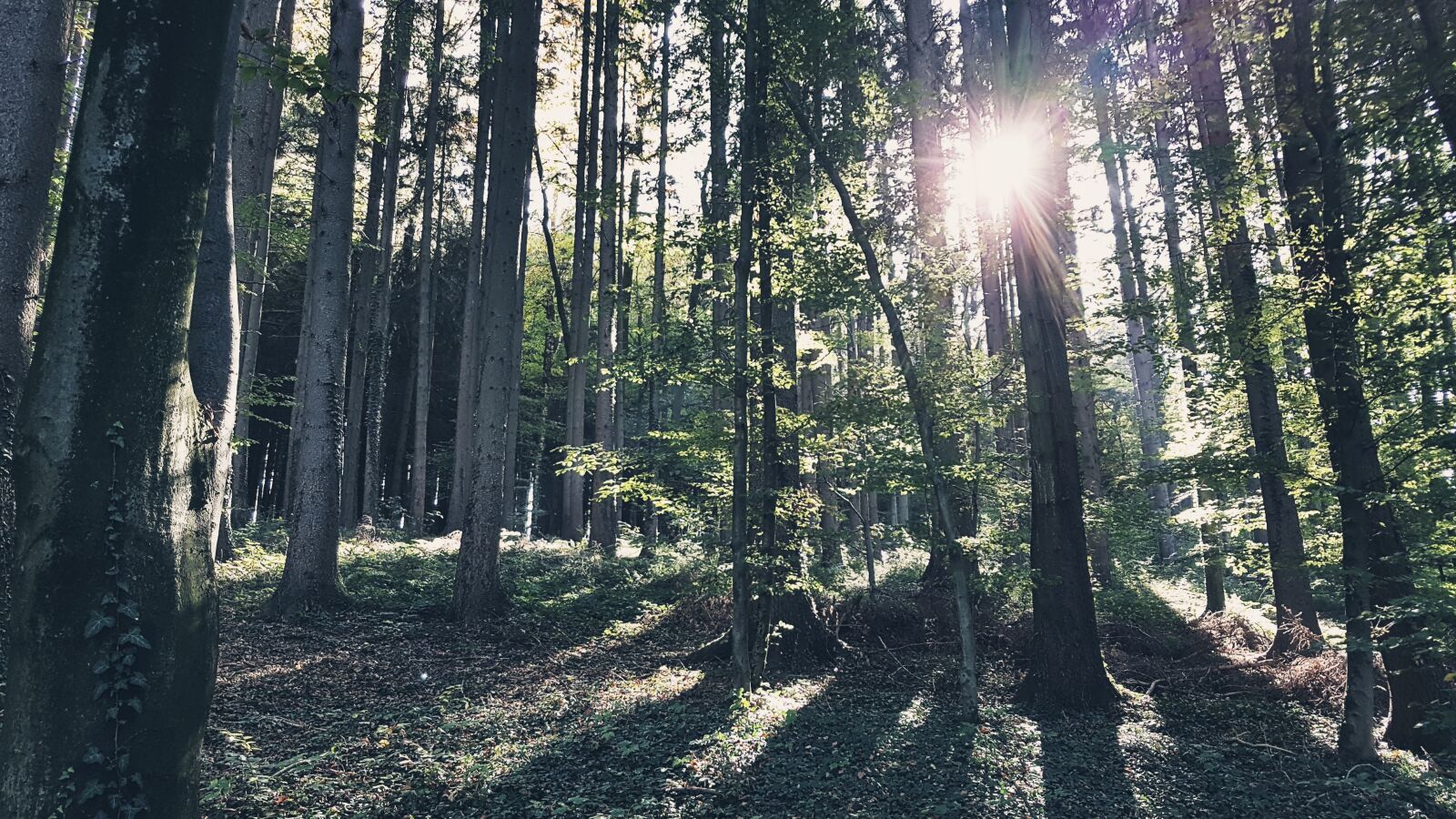 Samsung Galaxy S7 sample photo. Forest, trees, nature photography