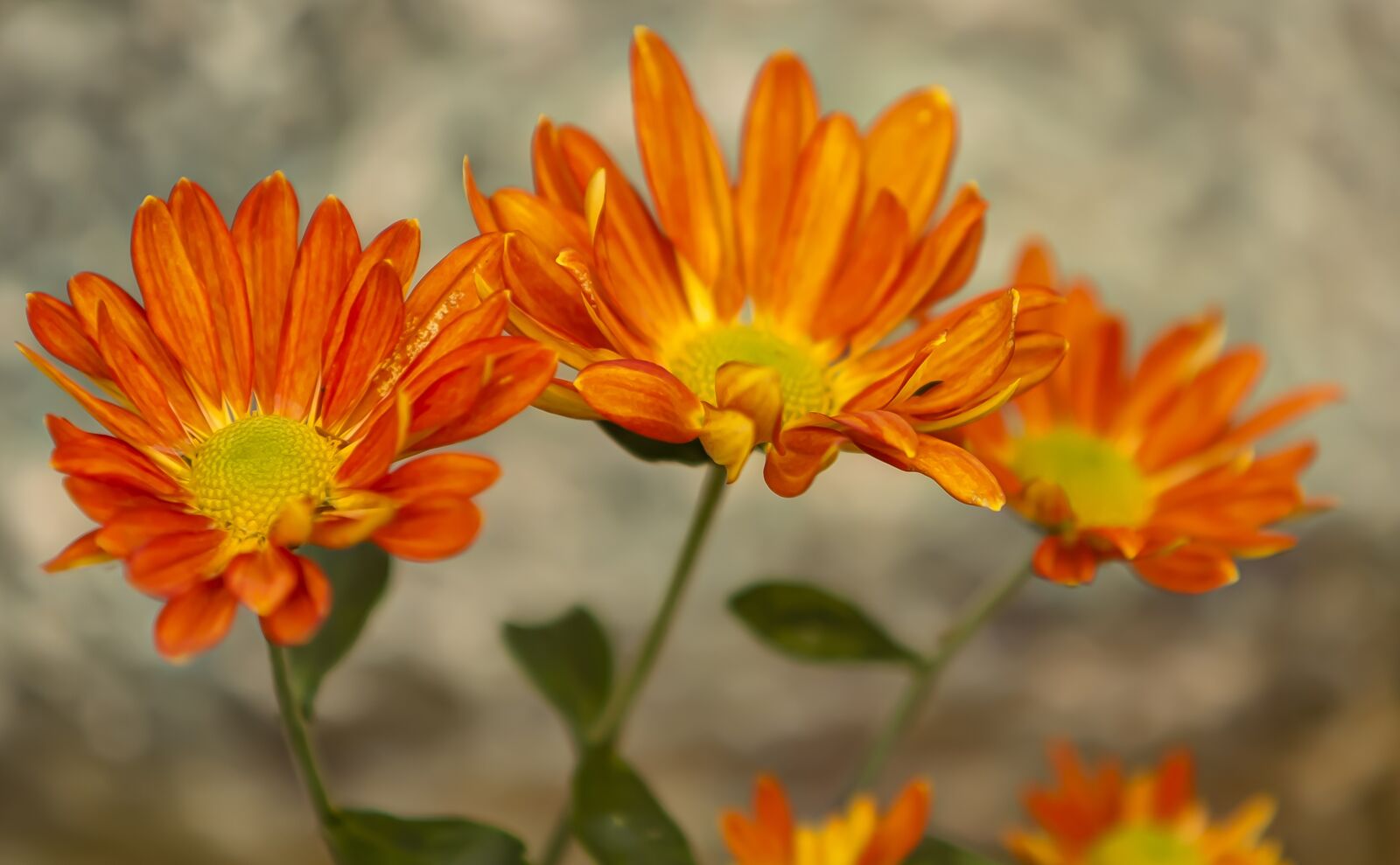 Canon EOS 400D (EOS Digital Rebel XTi / EOS Kiss Digital X) sample photo. Flower, nature, spring photography