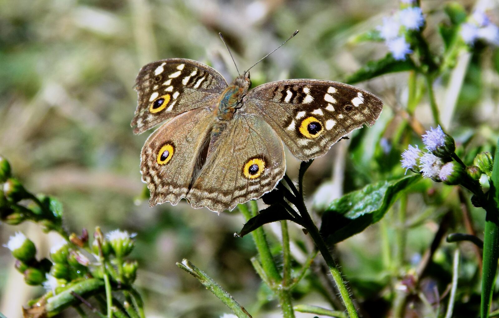 Nikon COOLPIX L340 sample photo. Butterfly, nature, insect photography