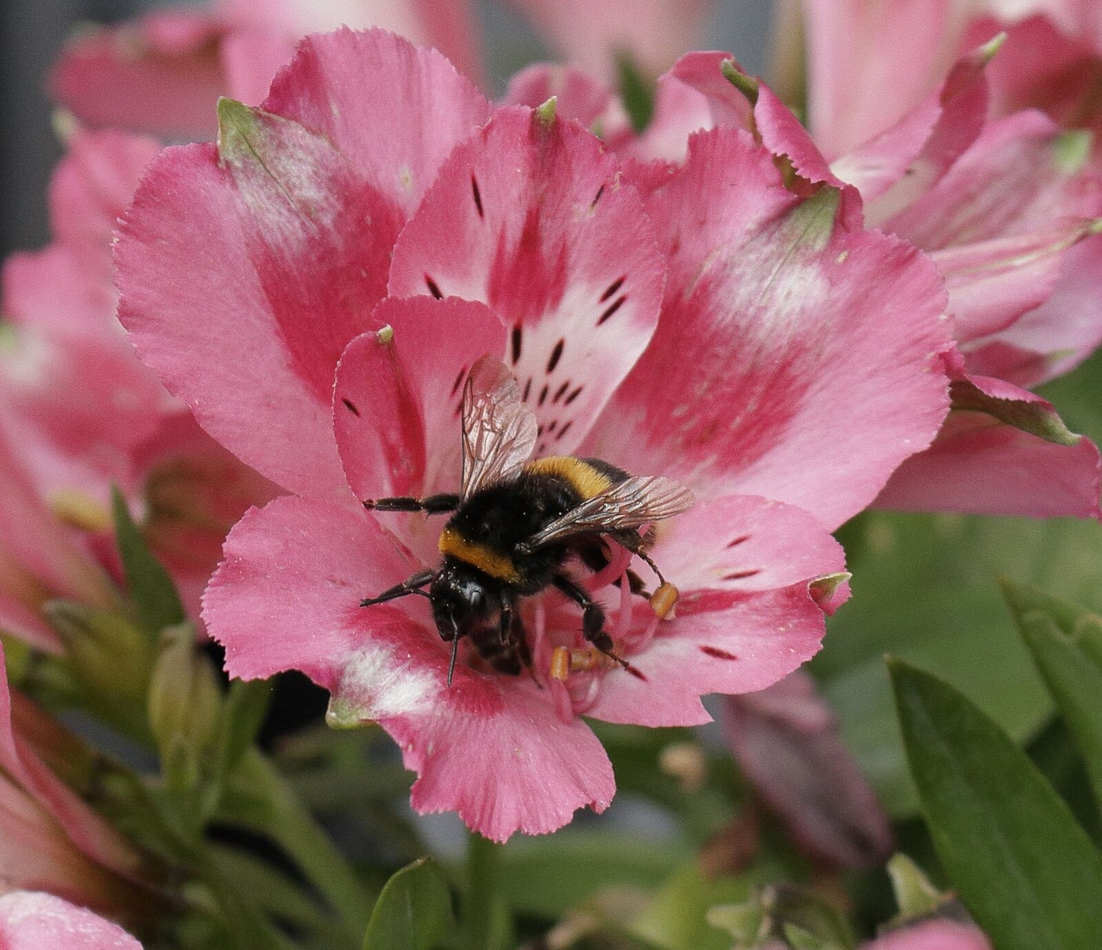Canon EOS 700D (EOS Rebel T5i / EOS Kiss X7i) sample photo. Flower, bee, nectar photography