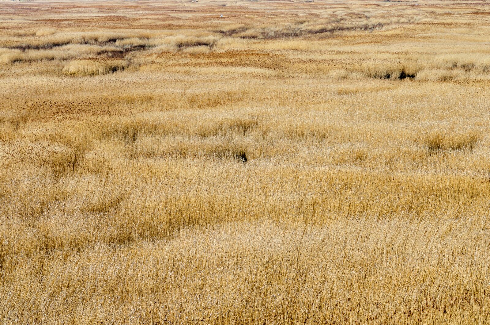Nikon D7000 sample photo. Reed bed, normandy, france photography