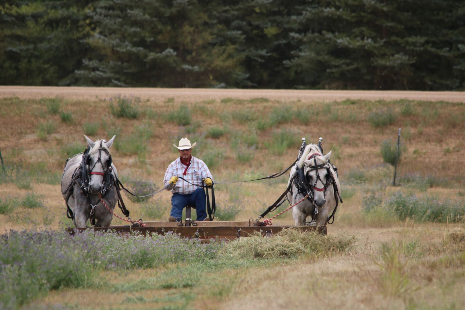 Canon EOS 750D (EOS Rebel T6i / EOS Kiss X8i) sample photo. Horses, hayfield, rake photography