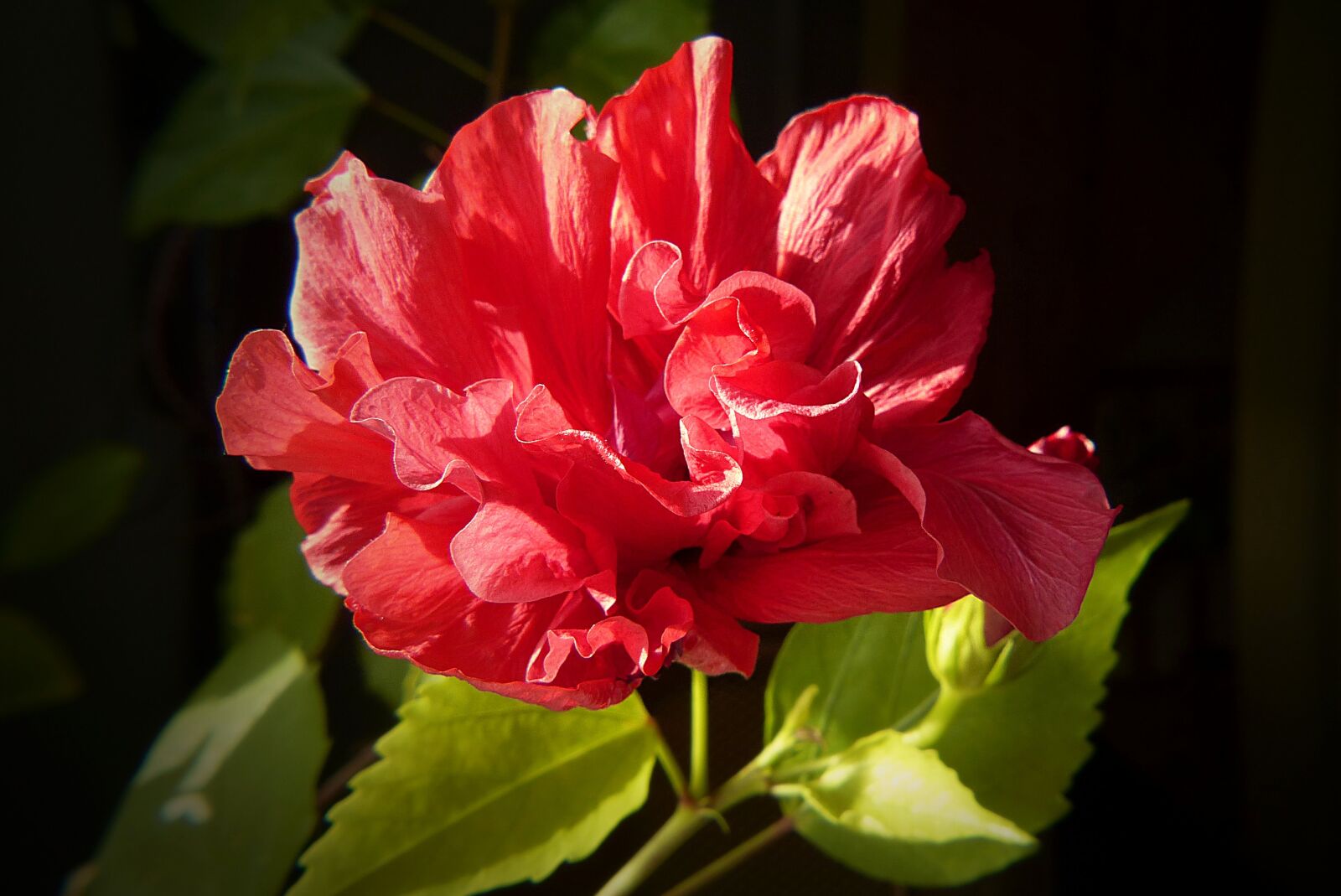 Panasonic Lumix DMC-FZ200 sample photo. Hibiscus, plant, close up photography