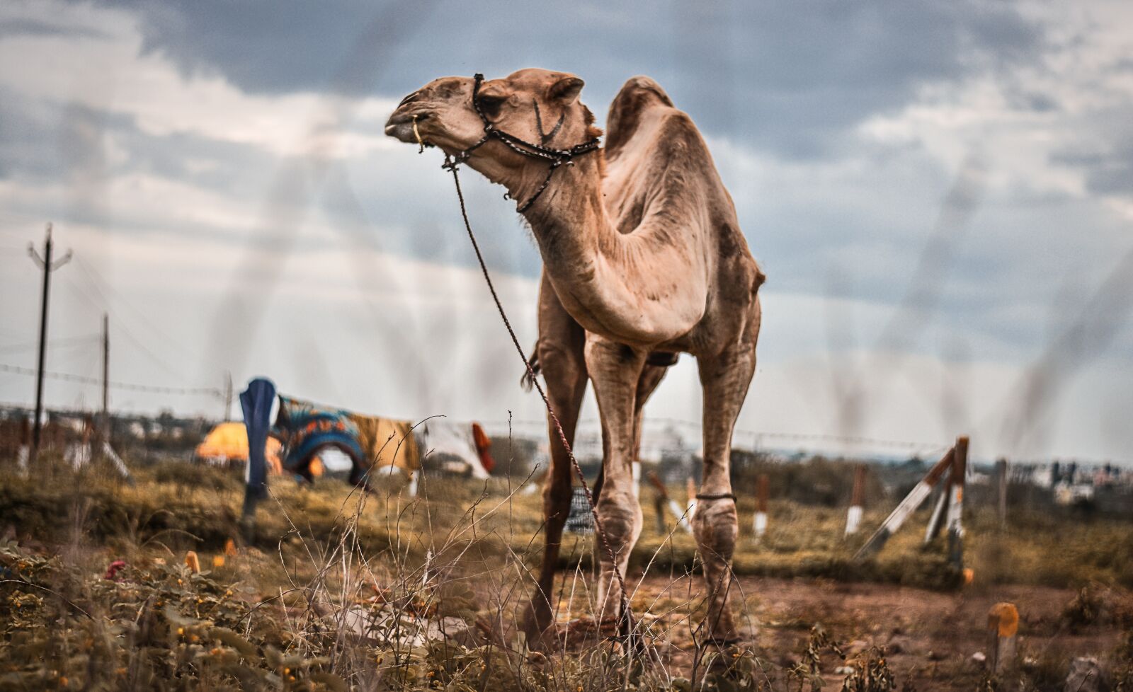 Nikon D3400 sample photo. Camel, india, animal photography