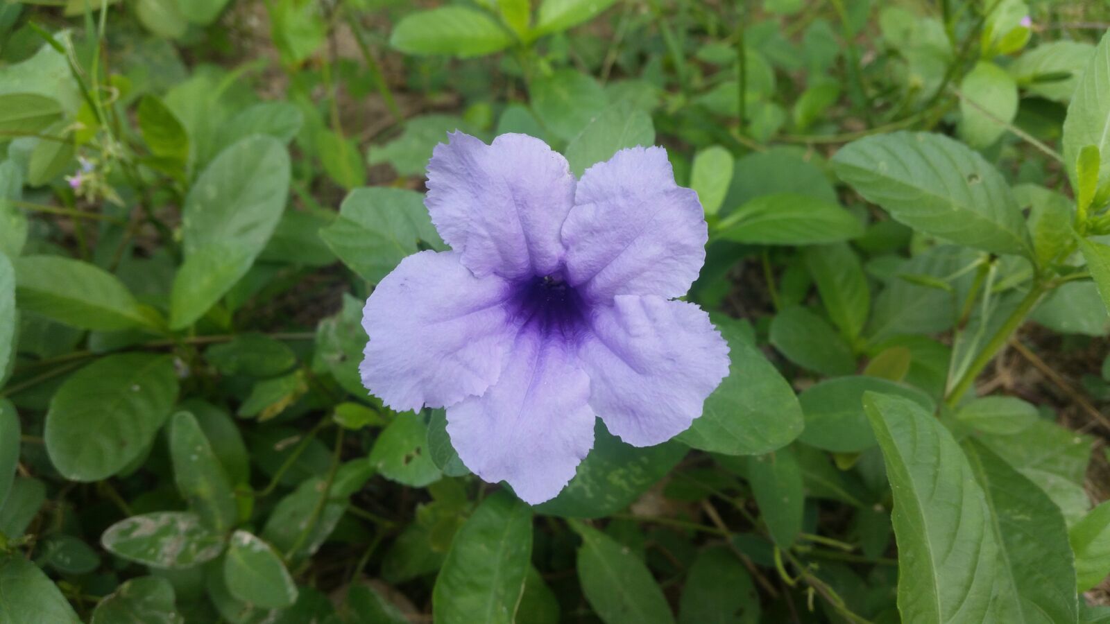 Samsung Galaxy S5 sample photo. Flower, flowers, purple flowers photography