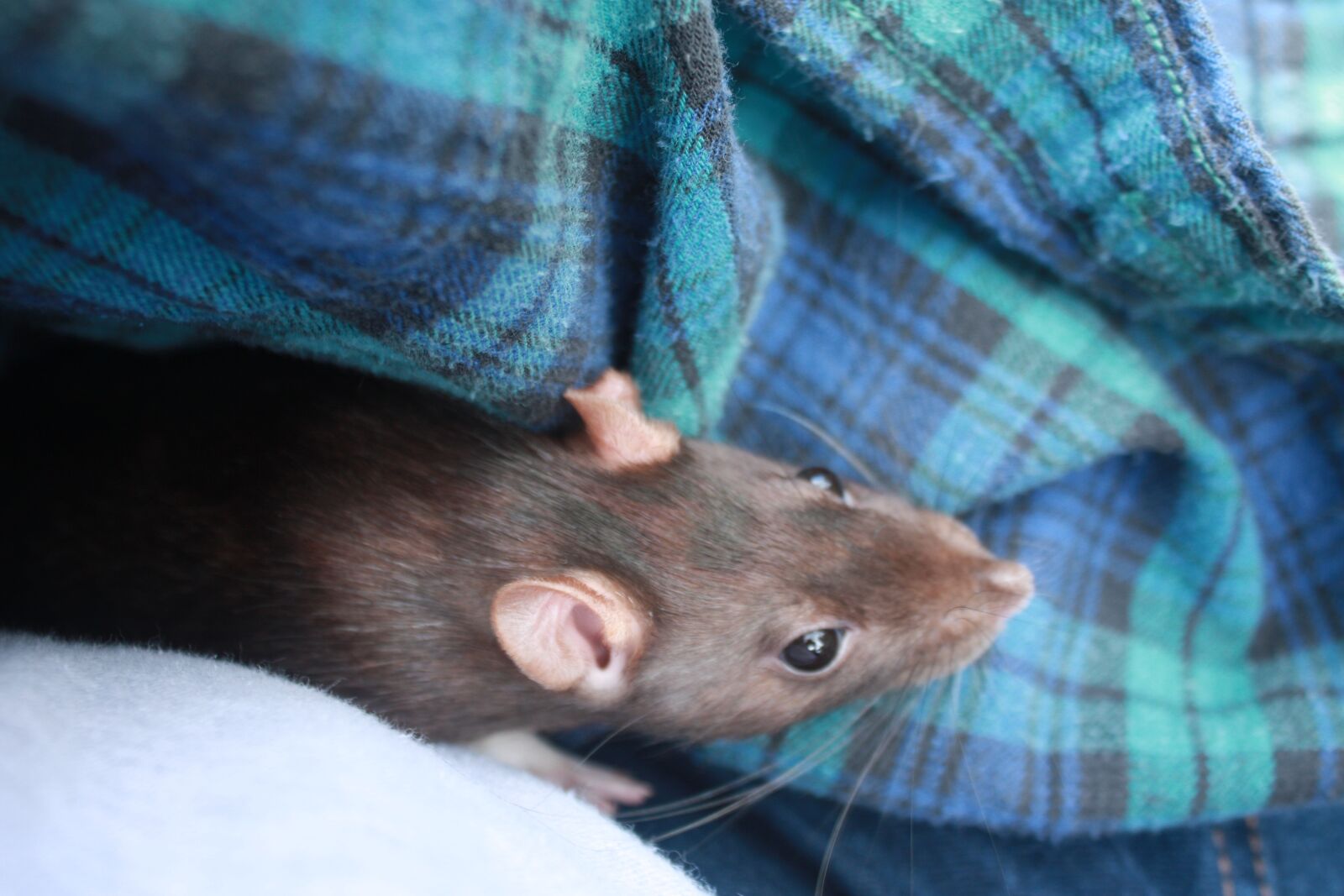 Canon EOS 450D (EOS Rebel XSi / EOS Kiss X2) sample photo. Rat, flannel, pet photography