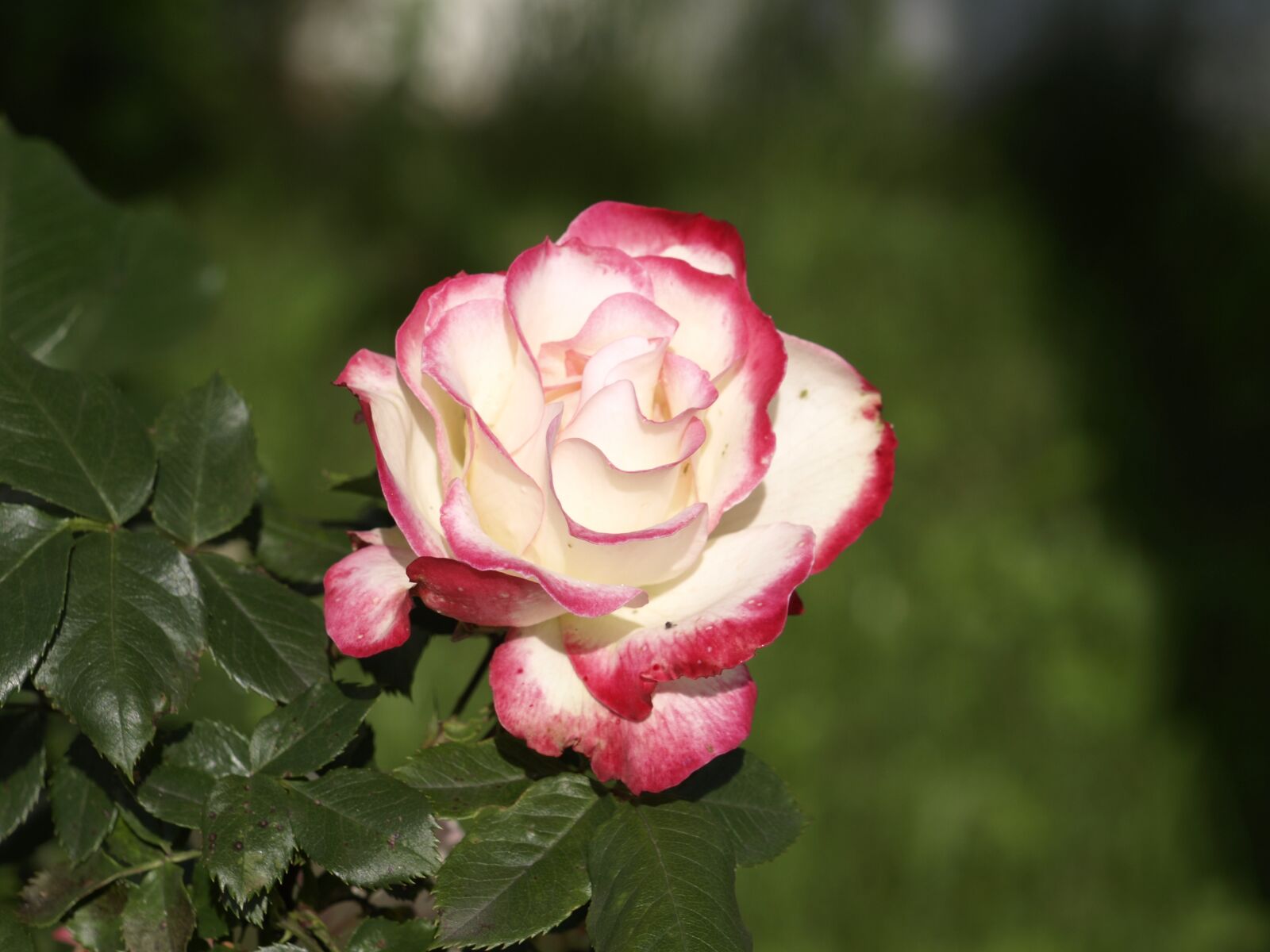 Olympus E-410 (EVOLT E-410) sample photo. Rose, white, flower photography