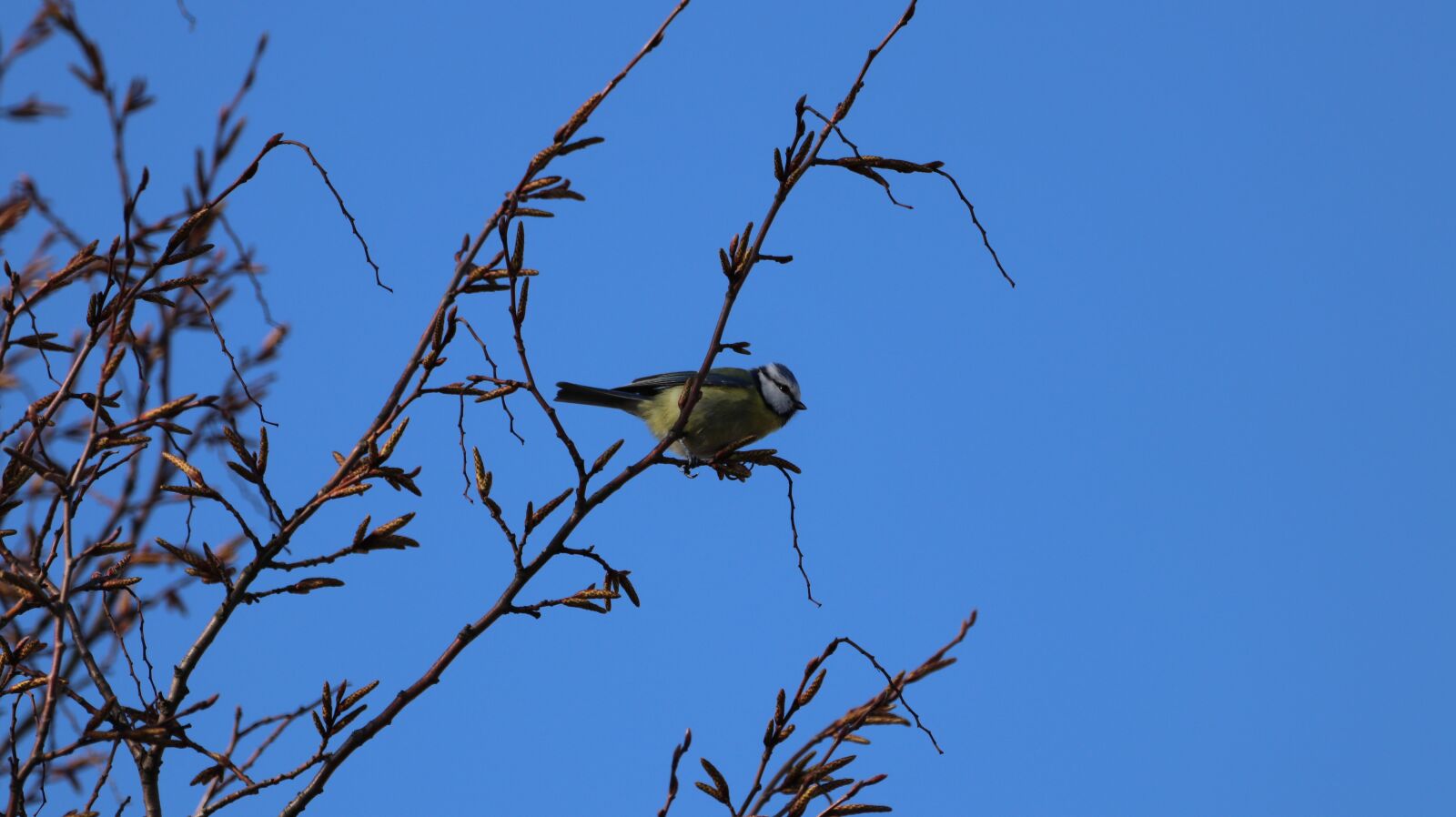 150-600mm F5-6.3 DG OS HSM | Contemporary 015 sample photo. Blue tit, nature, animal photography