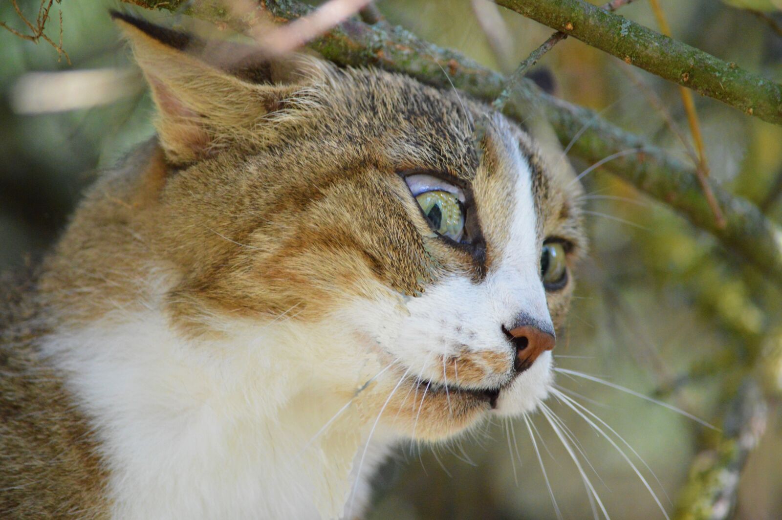 Nikon D3200 sample photo. Cat, portrait, eyes photography