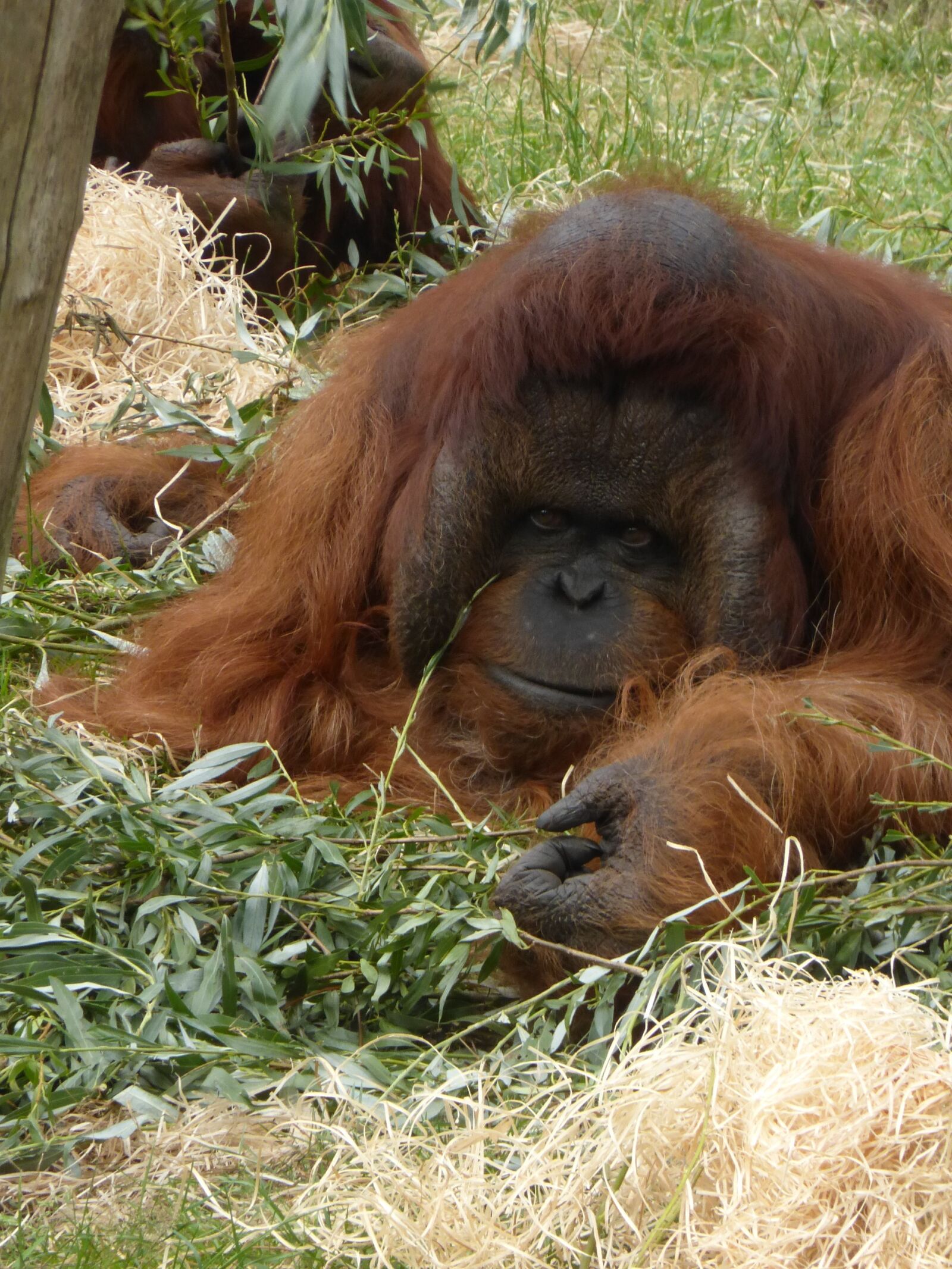 Panasonic Lumix DMC-ZS25 (Lumix DMC-TZ35) sample photo. Orang-utan, mensenaap, apenheul photography