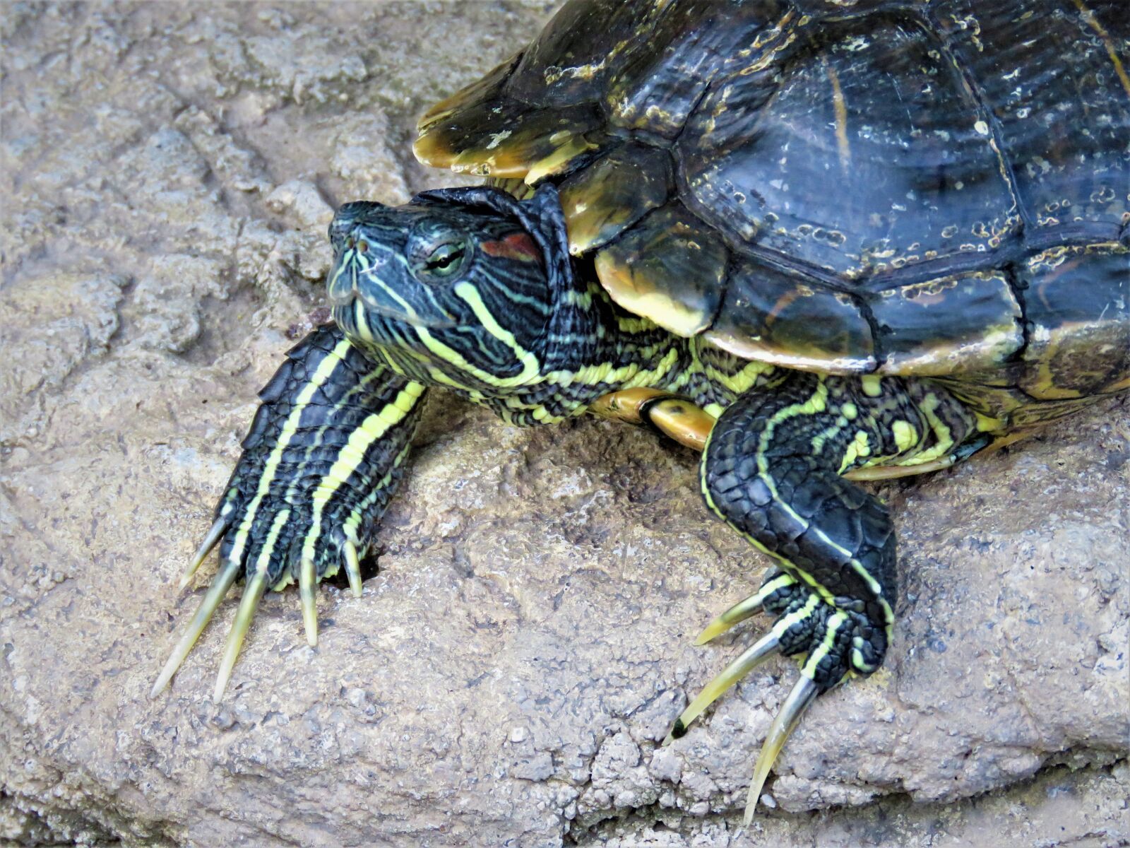 Canon PowerShot SX60 HS sample photo. Turtle, tortoise, reptile photography