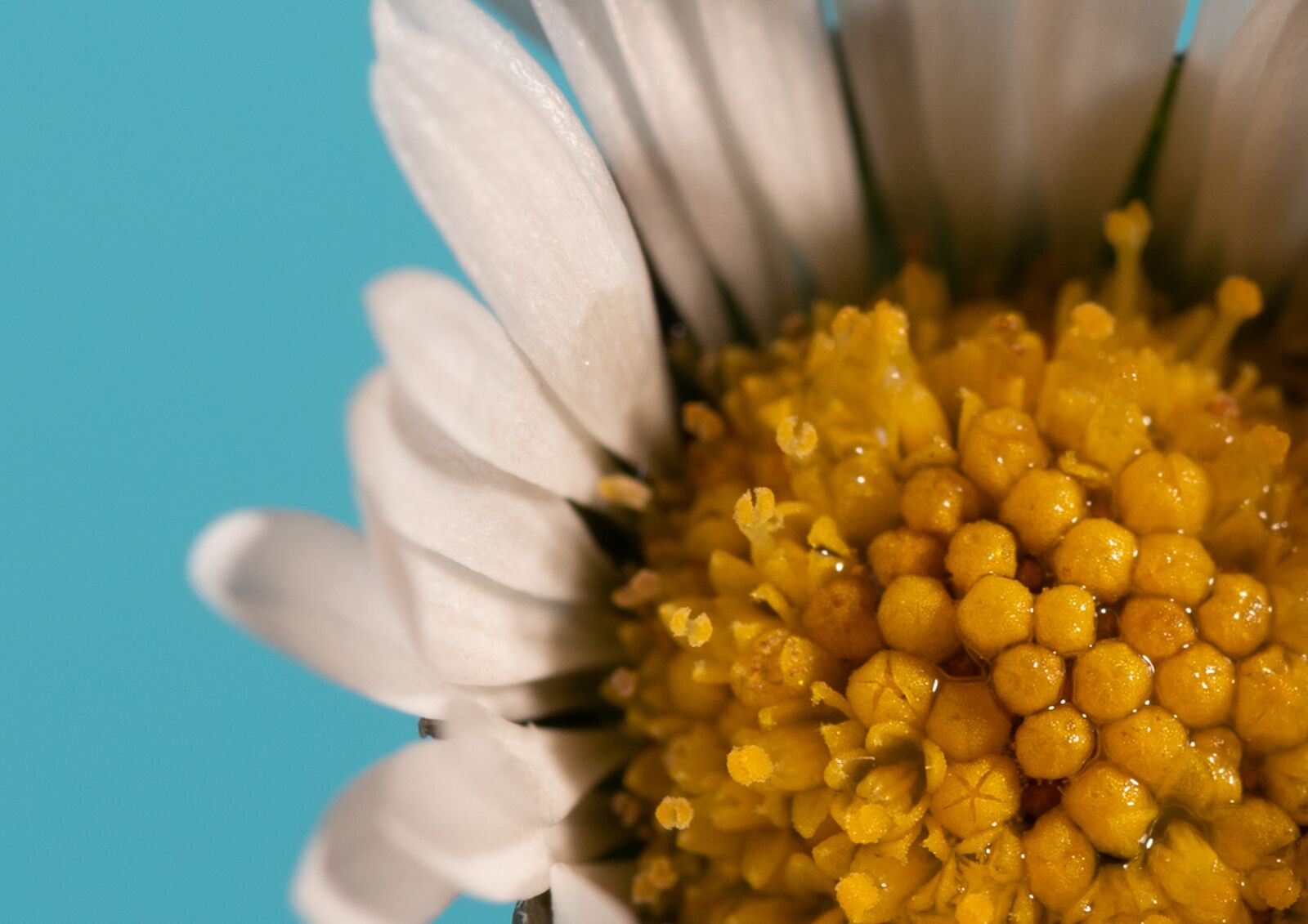 Nikon D750 sample photo. Flower, daisy, petals photography