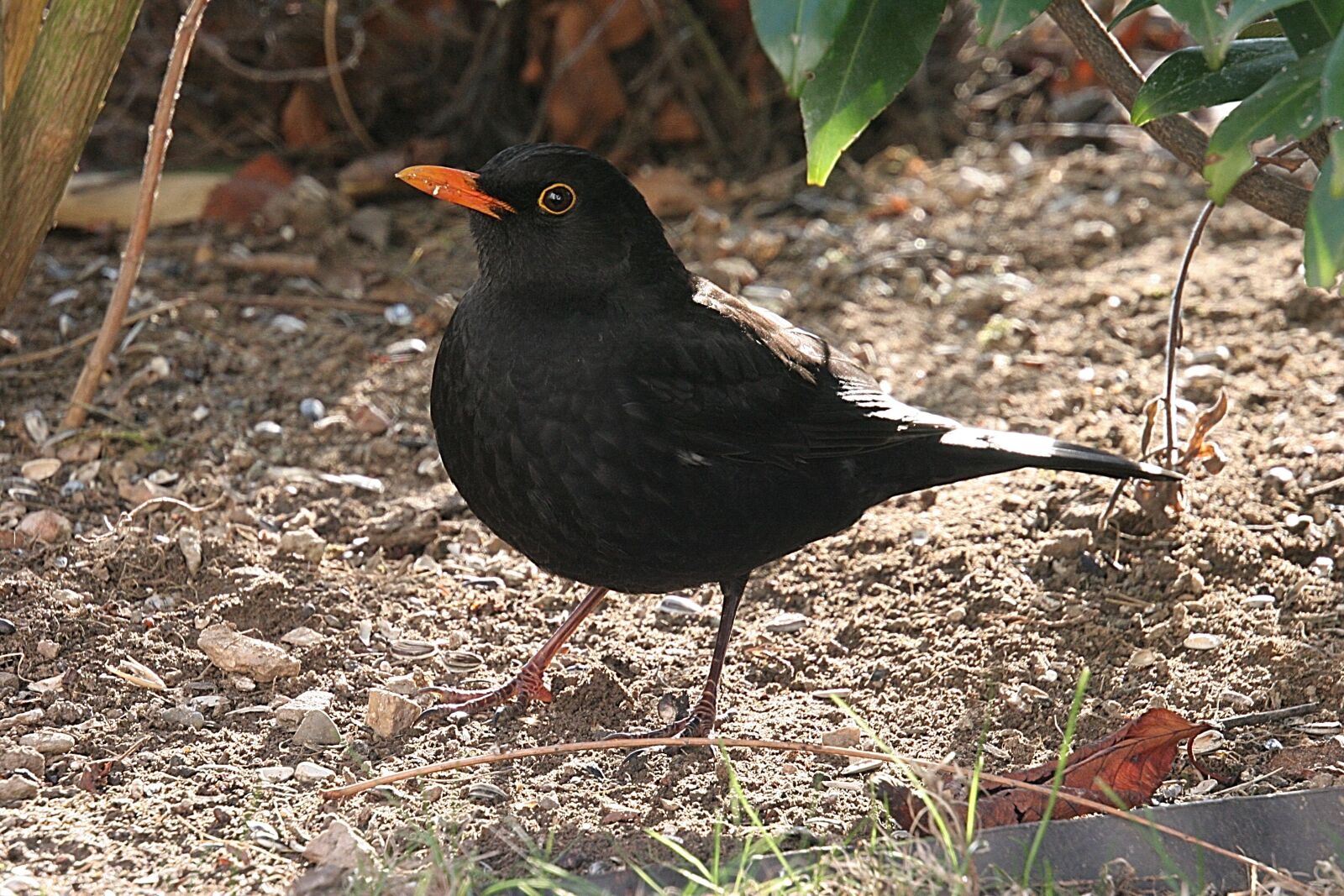 Canon EOS 20D sample photo. Blackbird, bird, animal photography