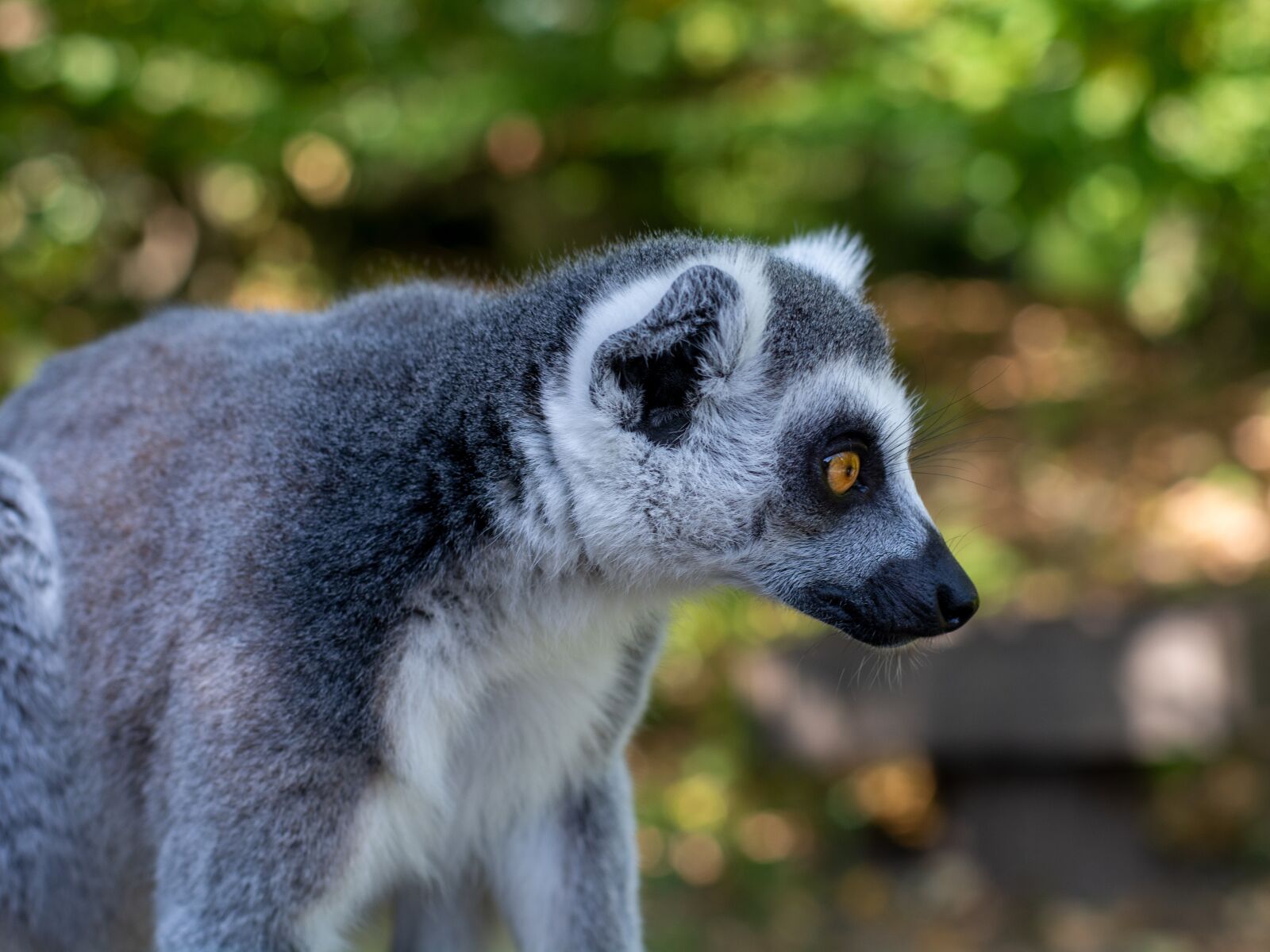 Nikon D7100 sample photo. Lemur, primate, animal photography