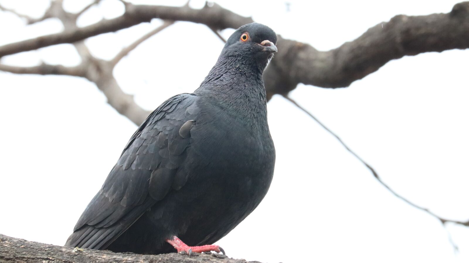 Canon EOS 750D (EOS Rebel T6i / EOS Kiss X8i) sample photo. New, animal, wing photography