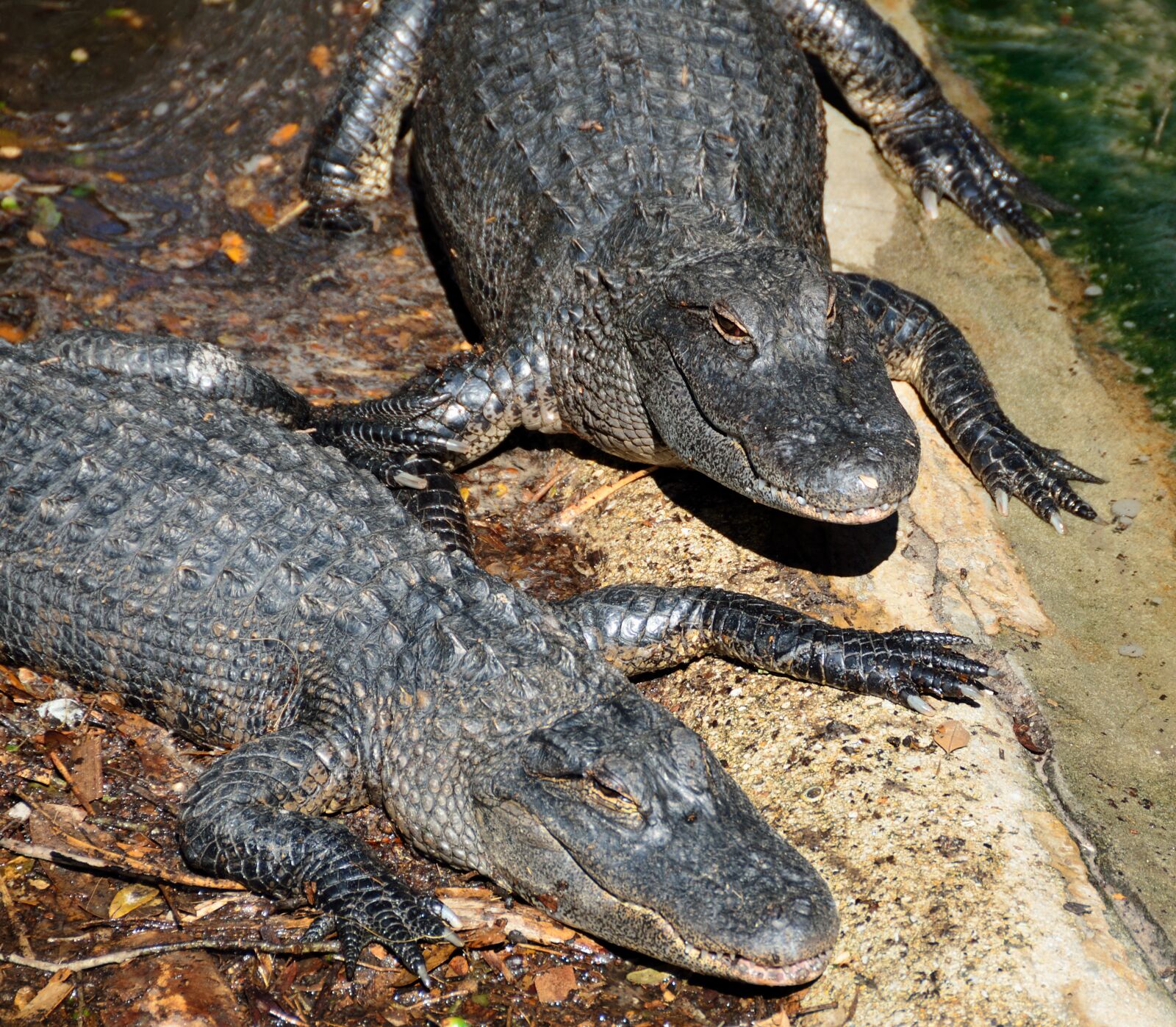 Nikon D7000 sample photo. Alligators, reptile, animal photography