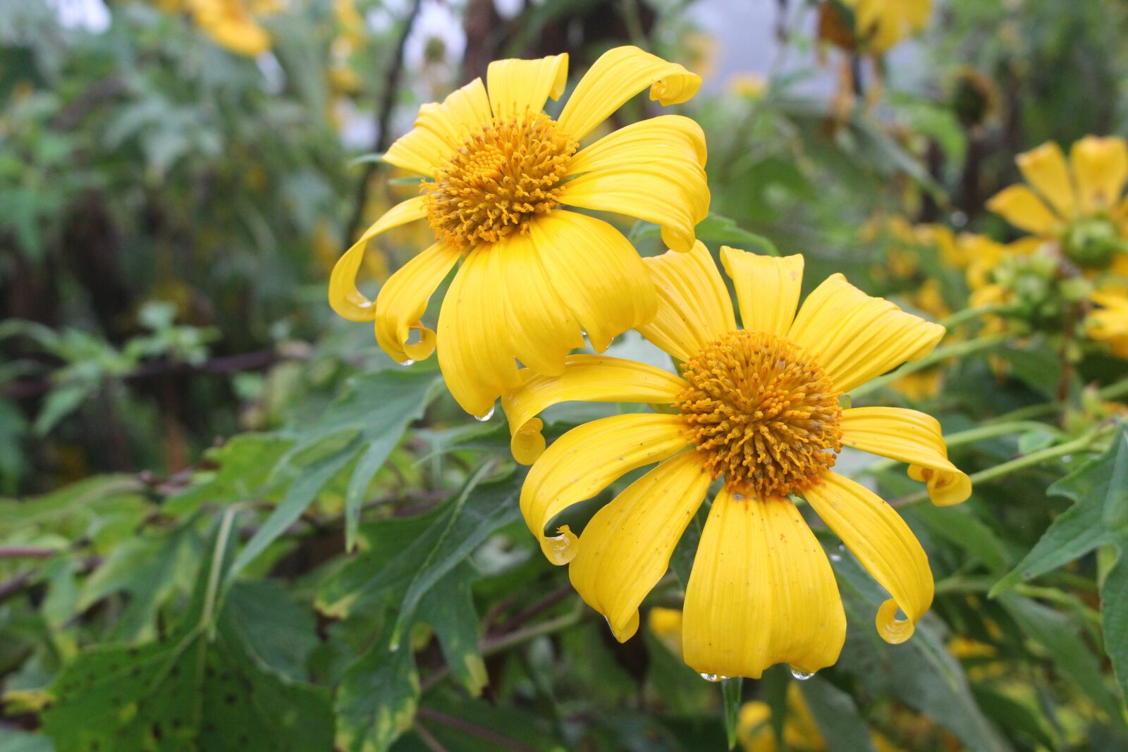 Canon EOS 700D (EOS Rebel T5i / EOS Kiss X7i) sample photo. Lotus tong, flower, flowers photography