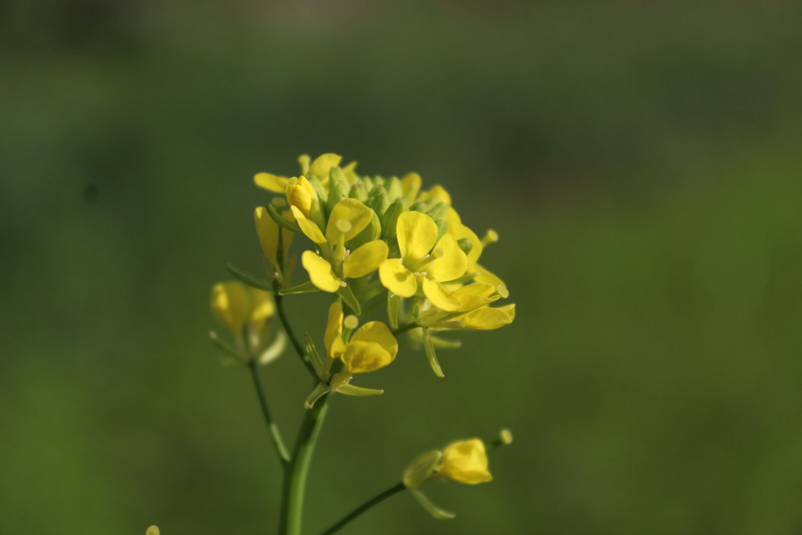 Canon EOS 1300D (EOS Rebel T6 / EOS Kiss X80) sample photo. Yellow, yellow flower, mustard photography