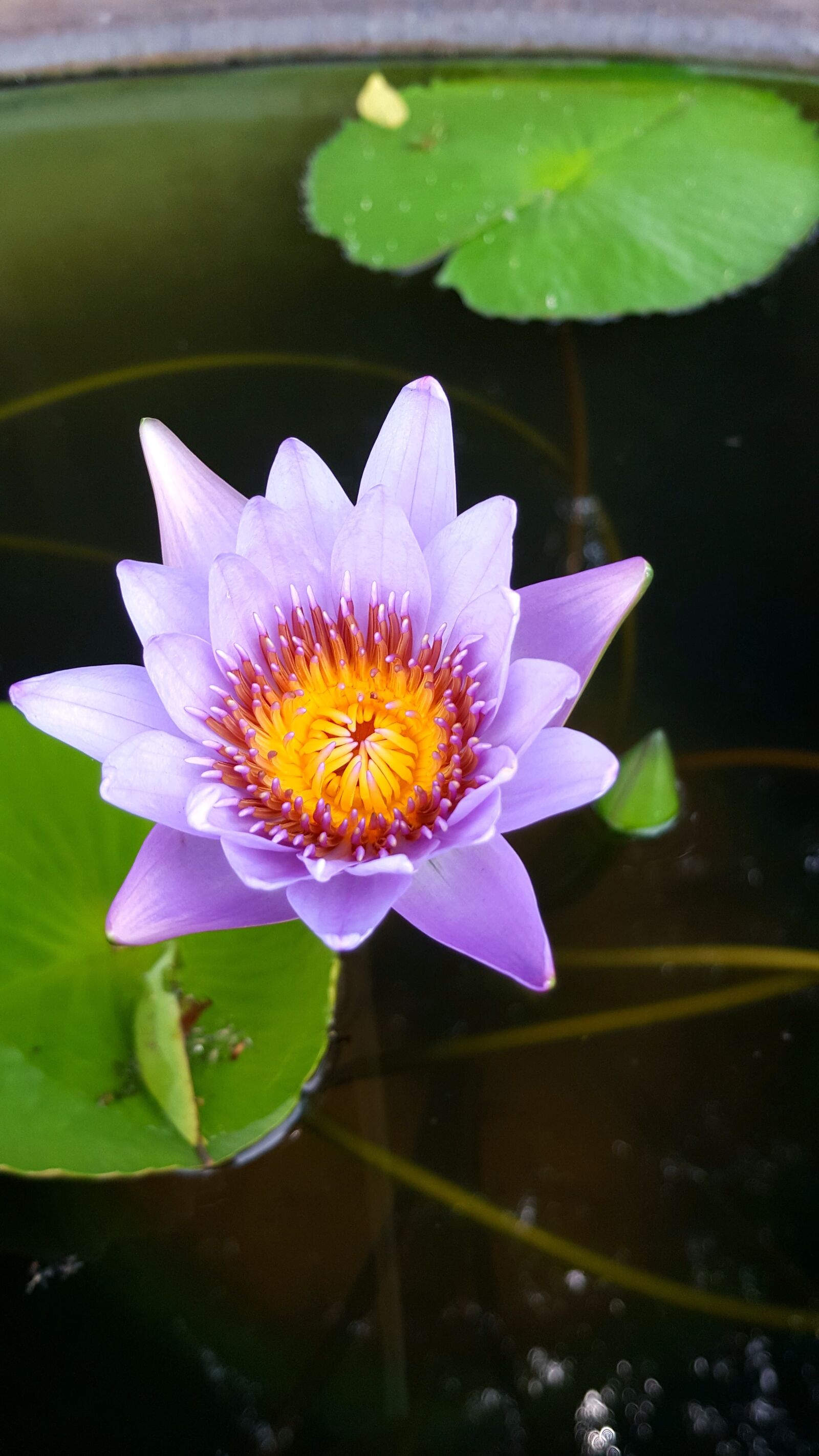 Samsung Galaxy Note5 sample photo. Purple, lotus, plant photography