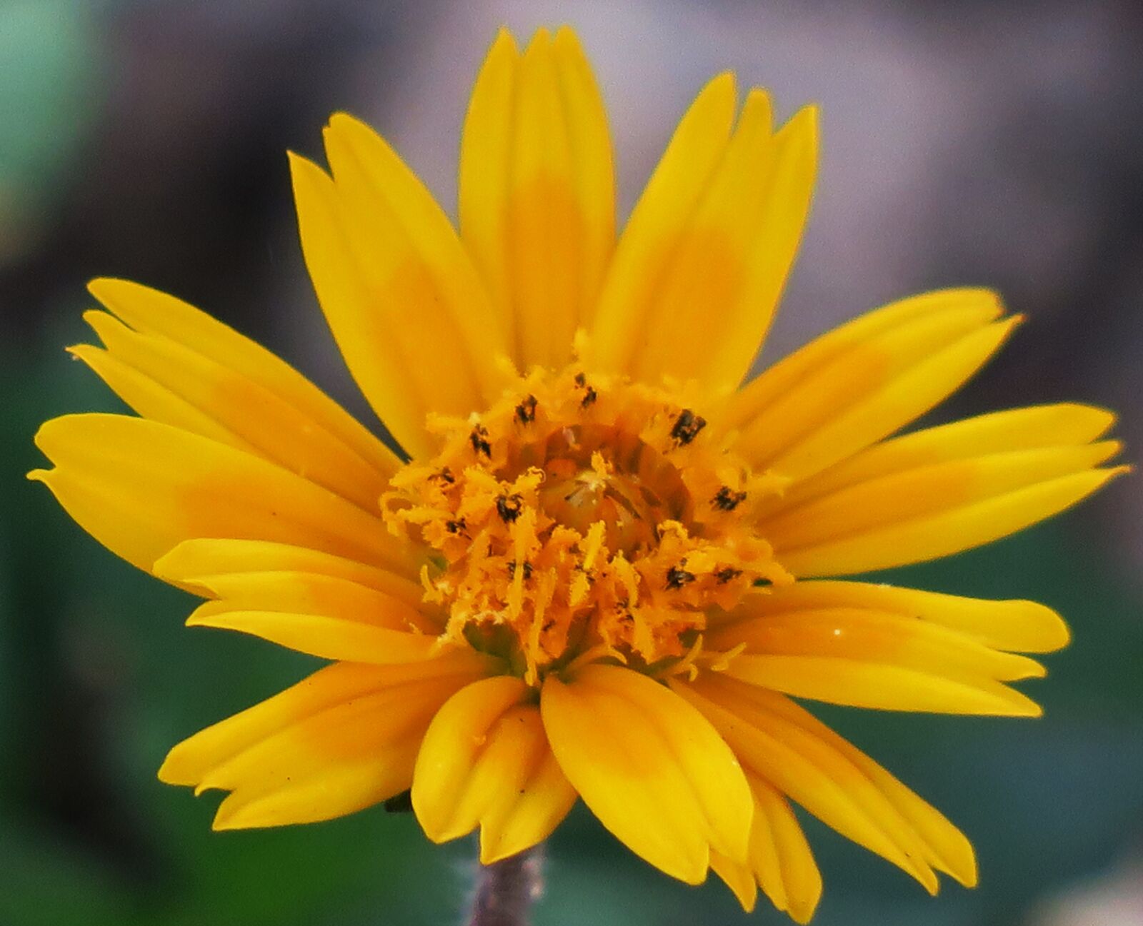 Canon PowerShot G3 X sample photo. Wedelia, nature, flower photography