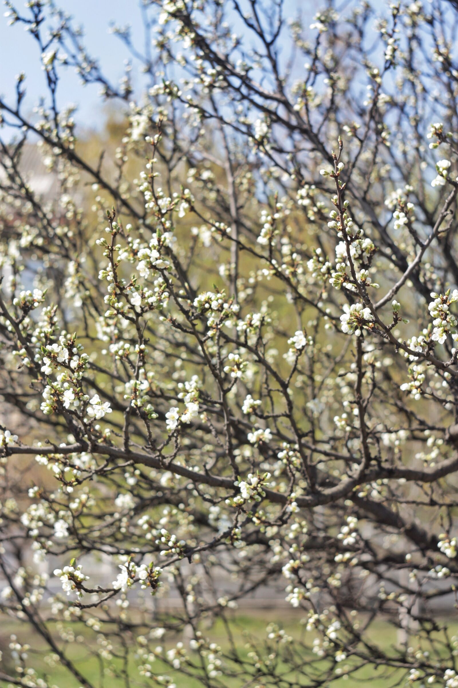 Canon EOS 1100D (EOS Rebel T3 / EOS Kiss X50) sample photo. Spring, nature, flowers photography