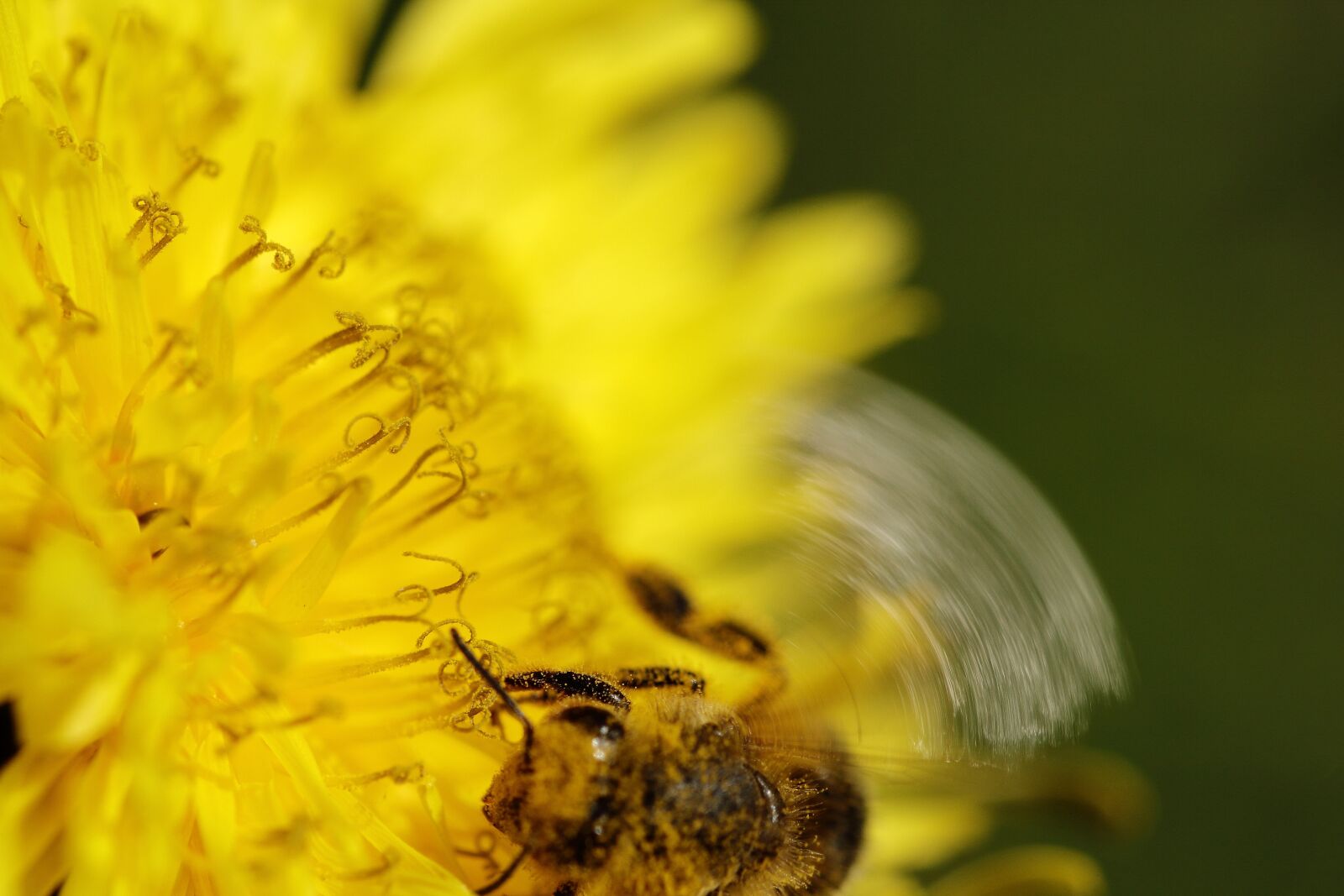 Canon EOS 60D sample photo. Dandelion, bee, pollen photography
