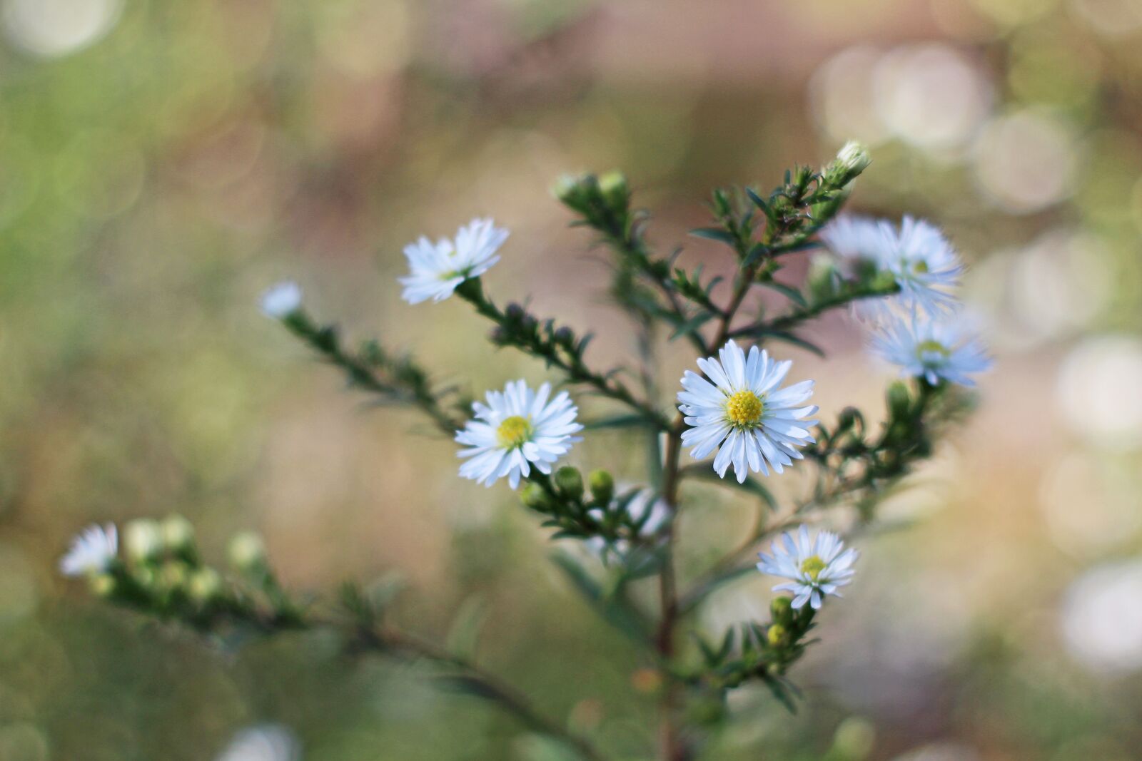 Canon EOS 700D (EOS Rebel T5i / EOS Kiss X7i) sample photo. Aster, autumn flower, autumn photography