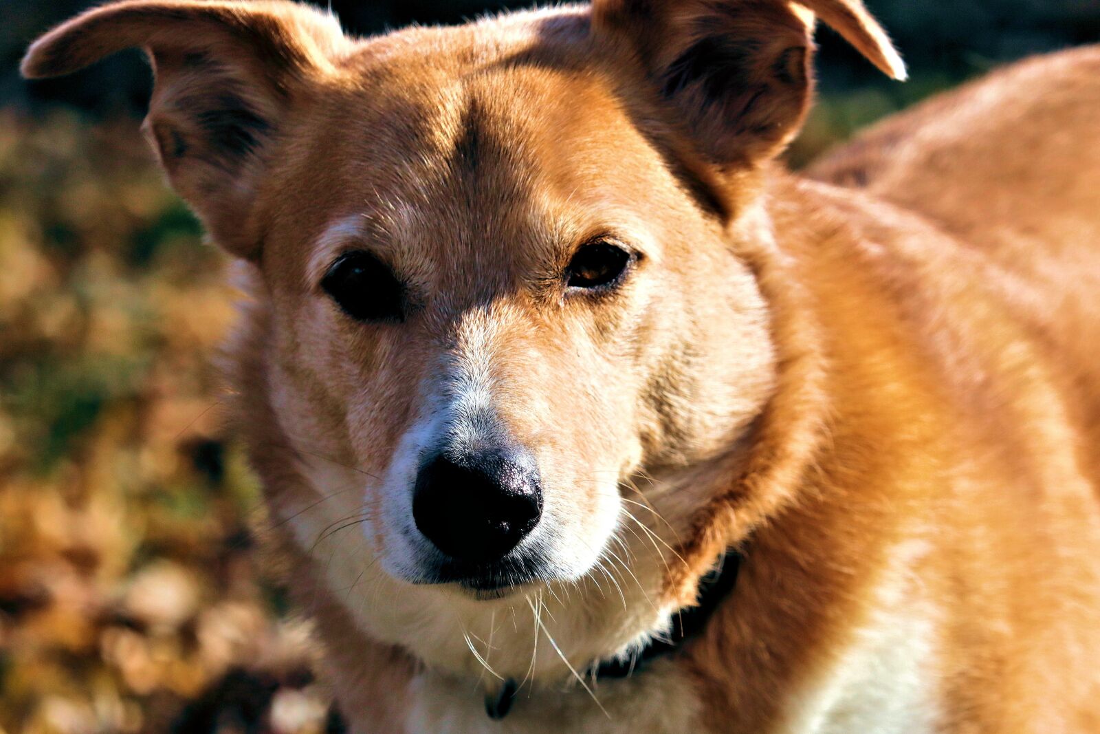 Canon EOS 90D sample photo. Dog, hound, red photography
