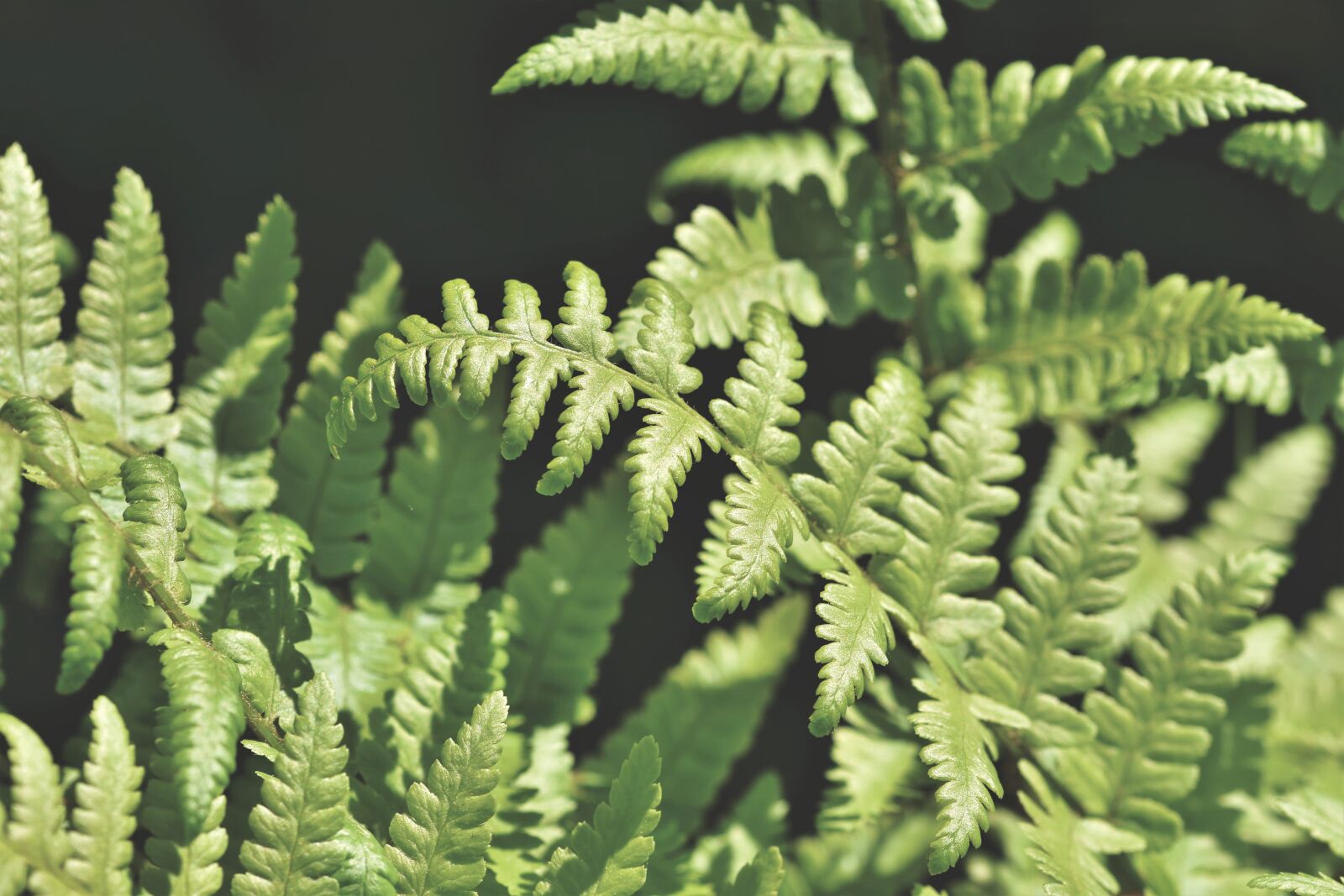 Nikon D7200 sample photo. Fern, fern leaf, fern photography