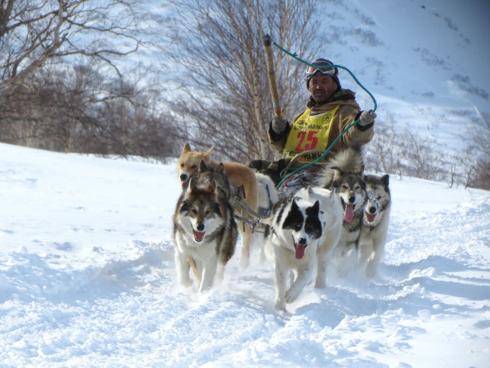 Canon PowerShot SX40 HS sample photo. Dog, laika, husky photography