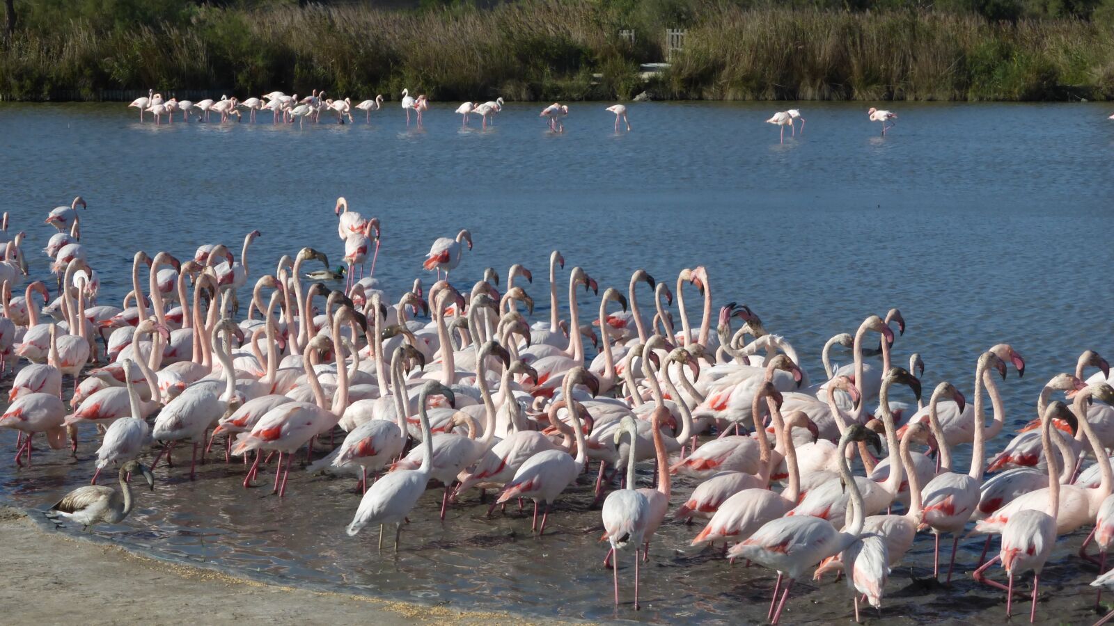 Panasonic Lumix DMC-ZS25 (Lumix DMC-TZ35) sample photo. Flamingos, camargue, bird park photography