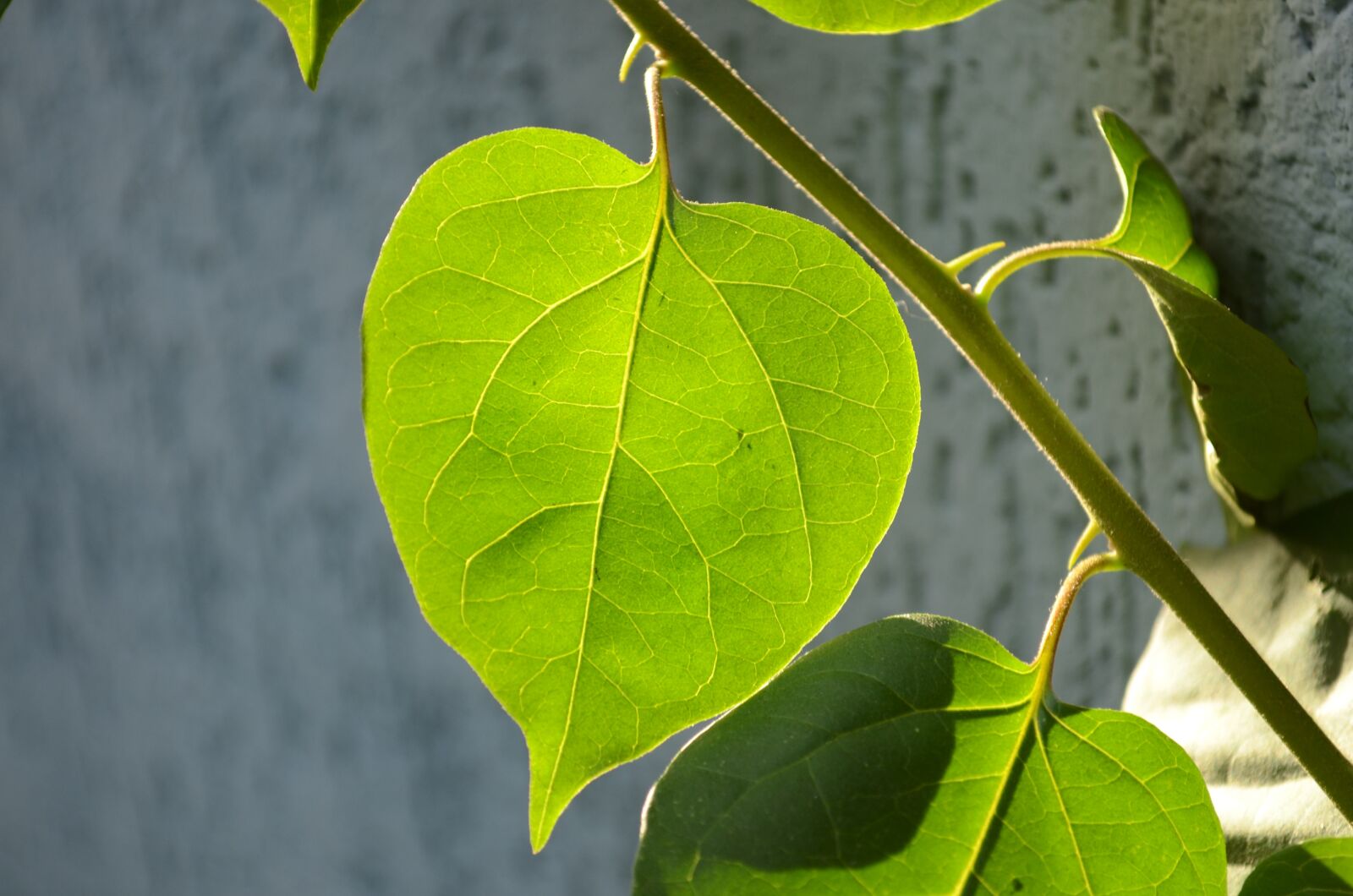Nikon D7000 sample photo. Leaf, against light, detail photography