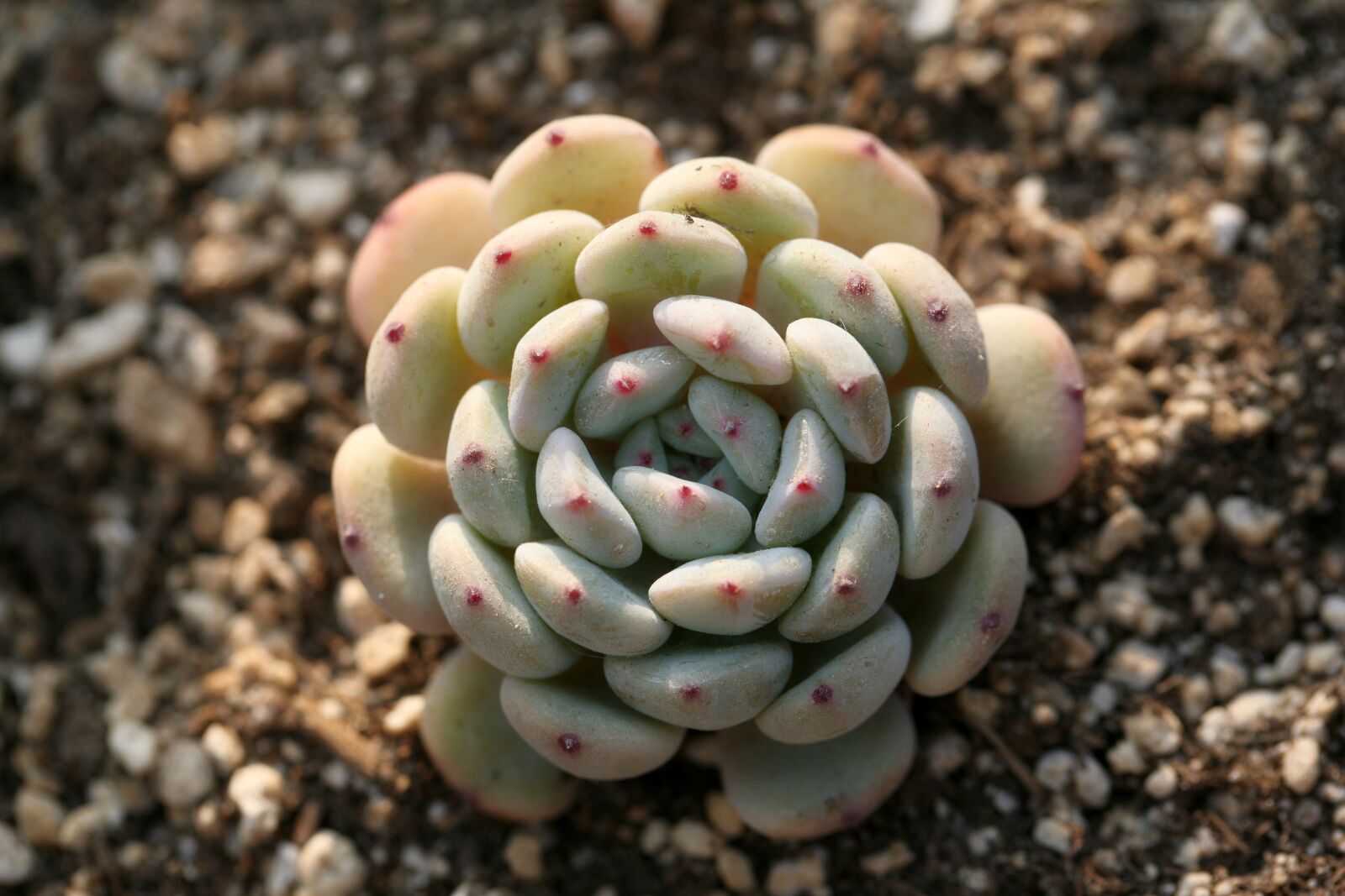 Canon EOS 5D sample photo. A fleshy plant, fleshy photography